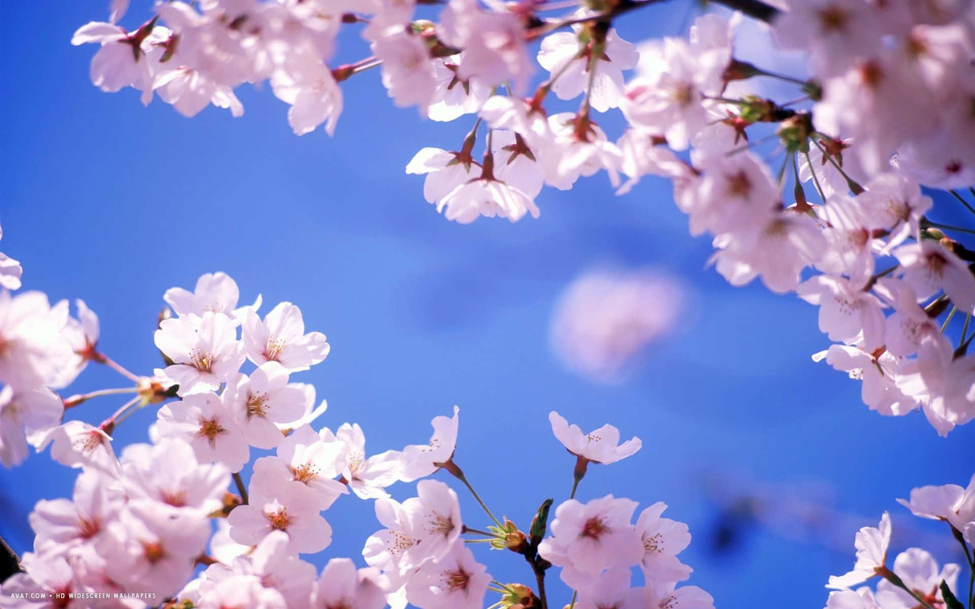 The Picturesque Beauty Of A Cherry Blossom Tree In Full Bloom.