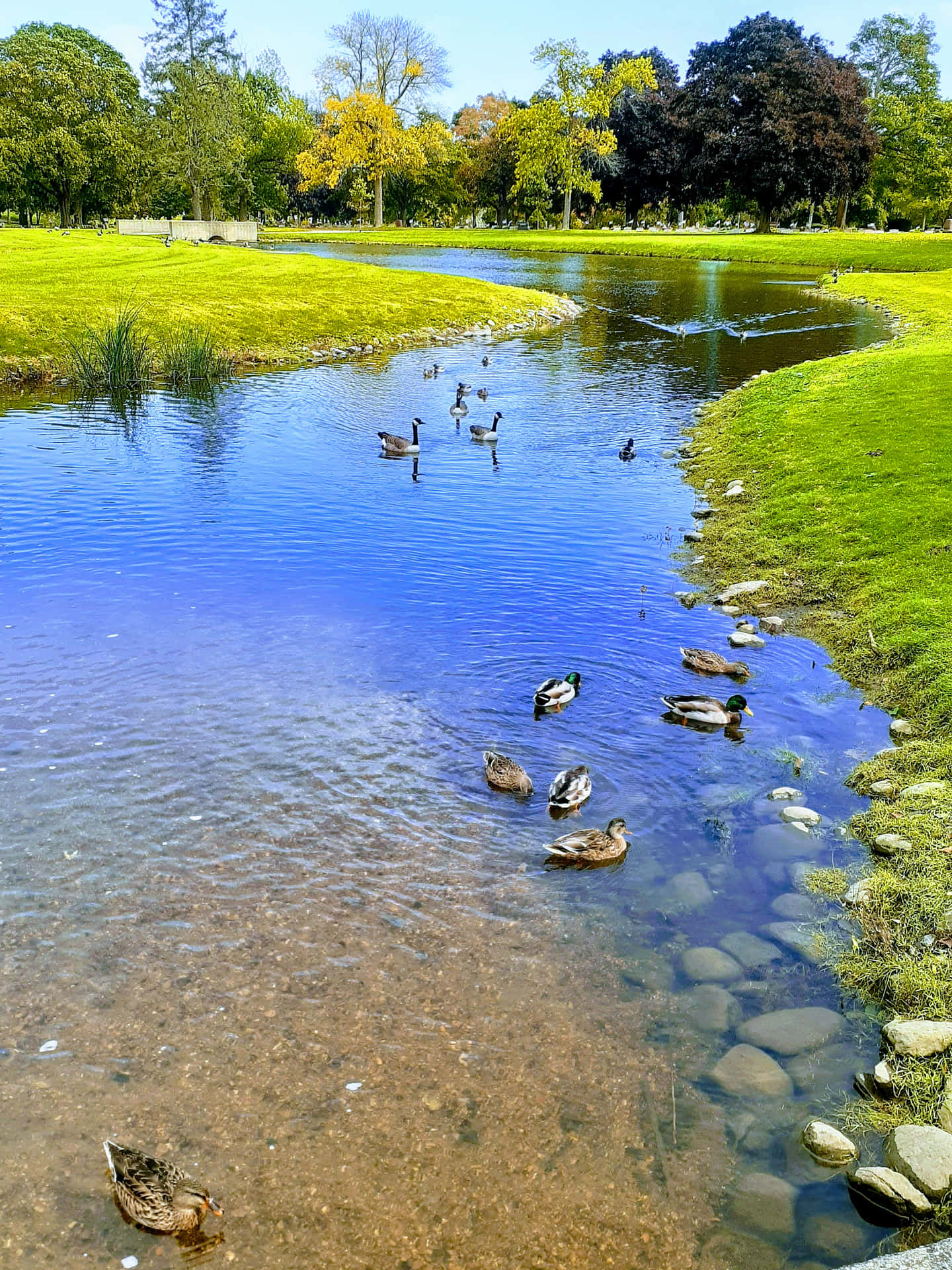 The Pond And The Ugly Ducklings Background