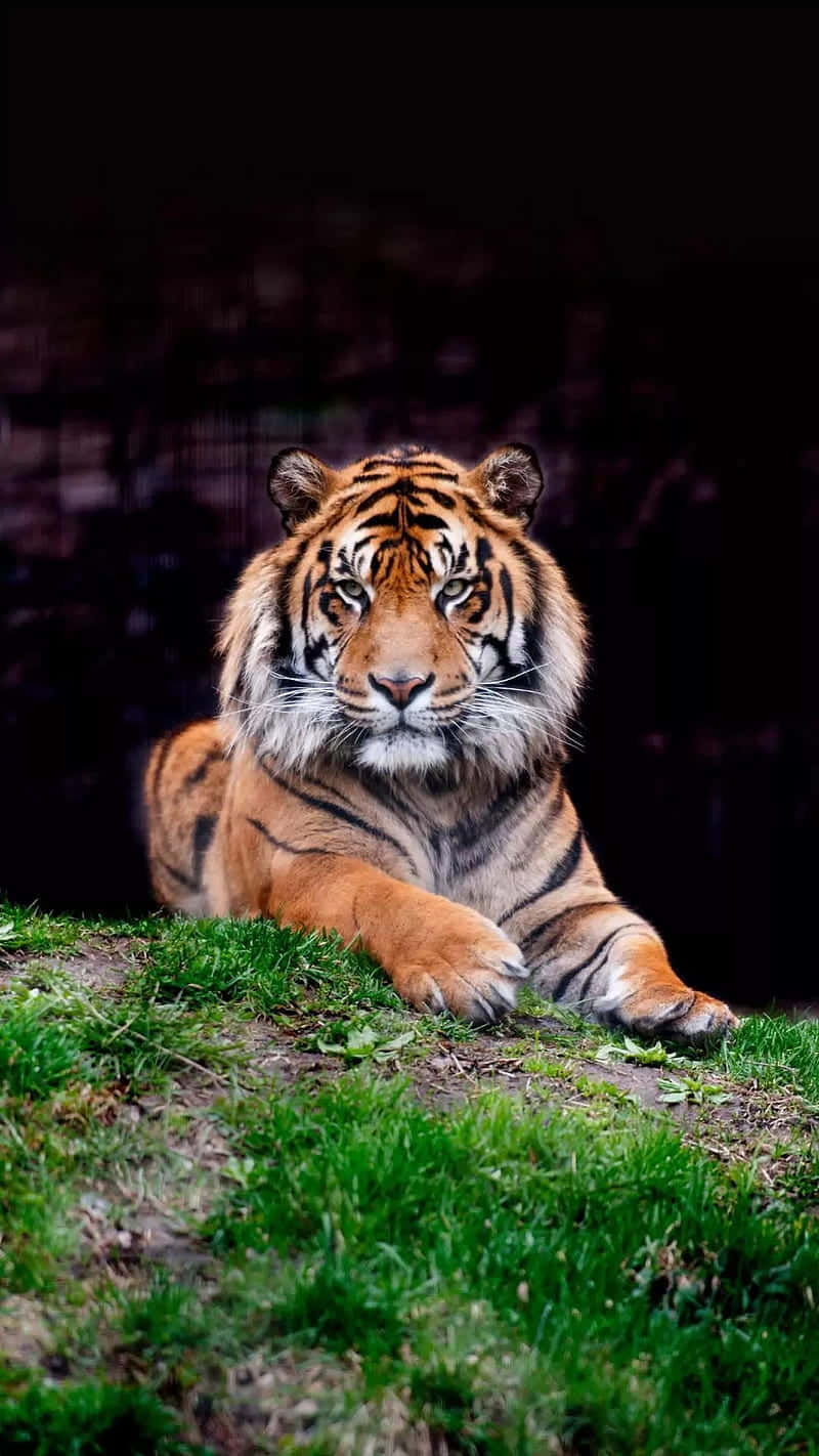 The Power Of The Tiger Is Now In Your Hands. Background