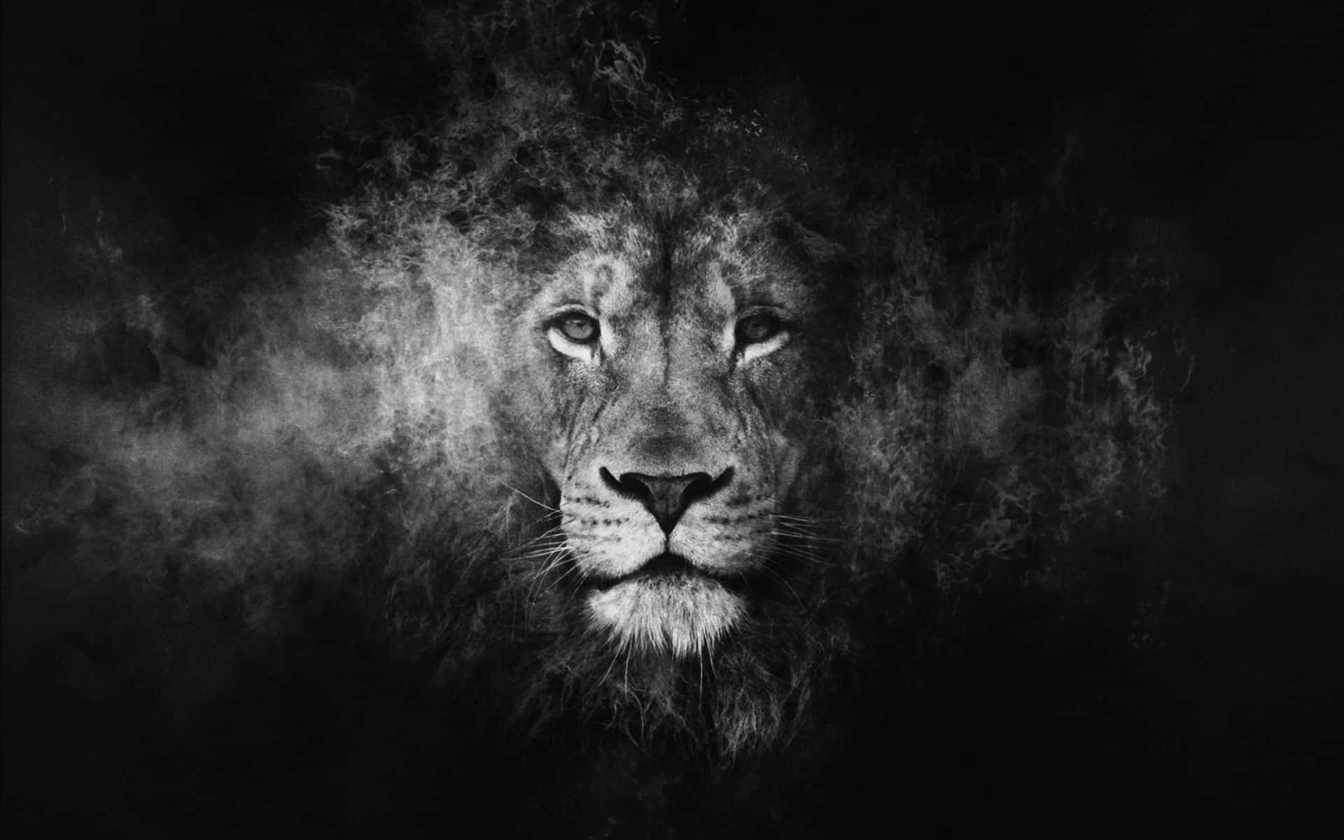 The Power Of Two- Majestic White And Black Lion Background