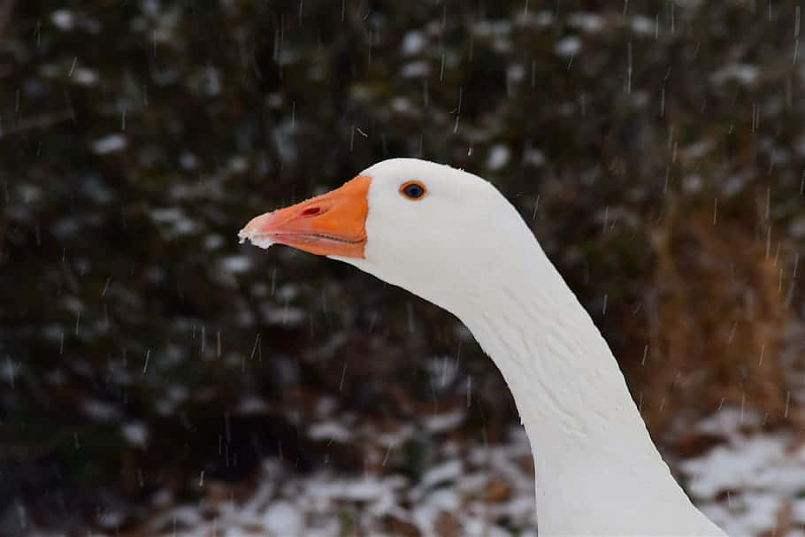 The Prankster Goose In Action Background