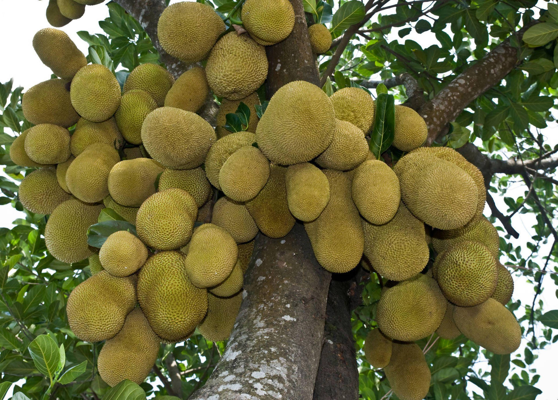 The Prodigious Jackfruit Tree In Full Bloom Background