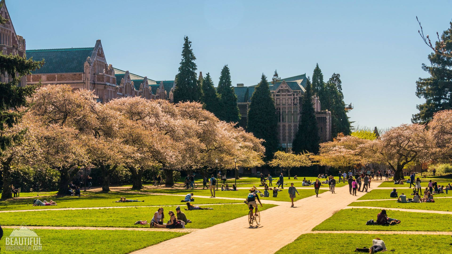 The Quad At University Of Washington Background