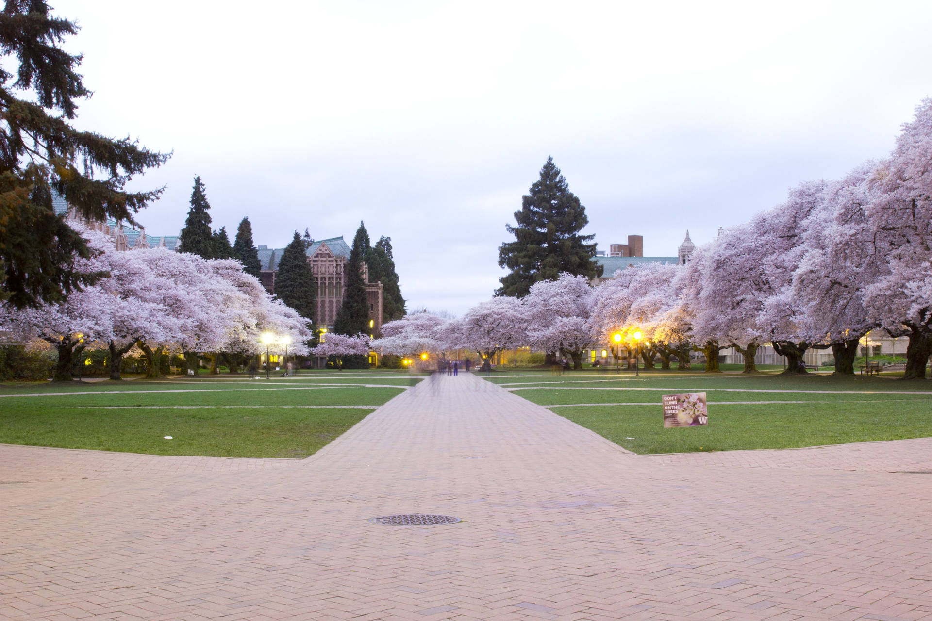 The Quad Pathway University Of Washington Background