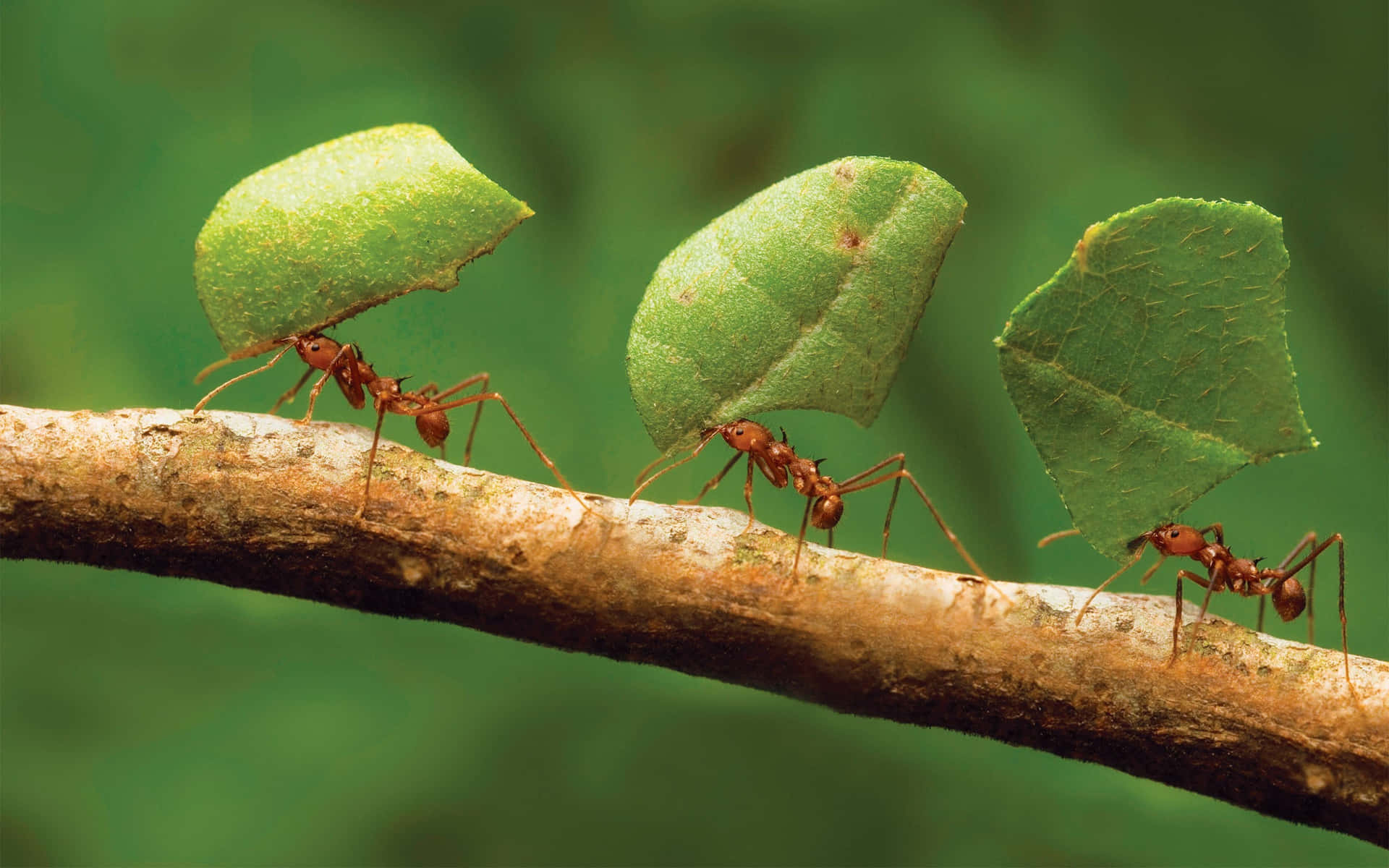 The Red Ants Insects Background