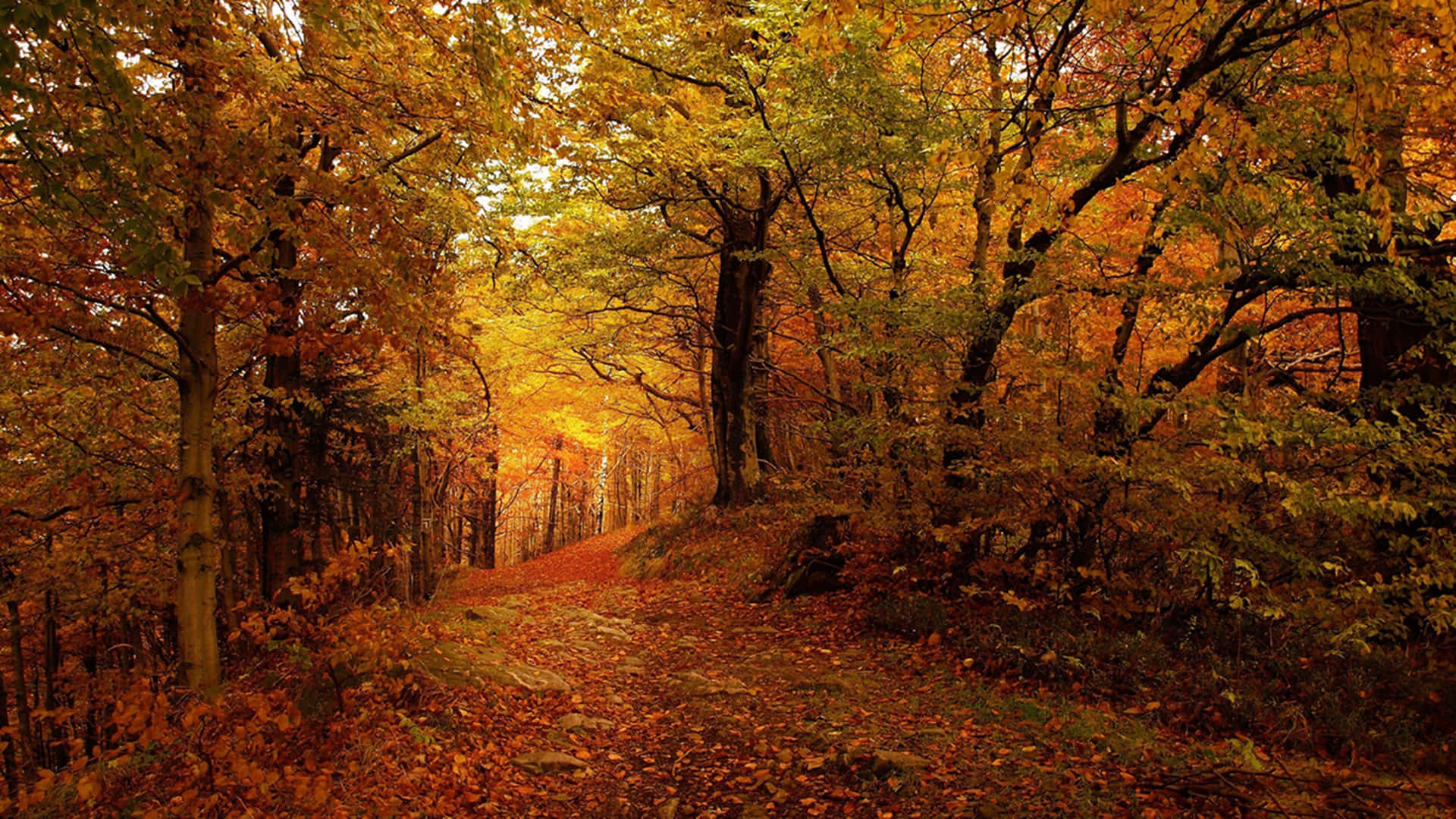 The Rejuvenating Colors Of Autumn Background