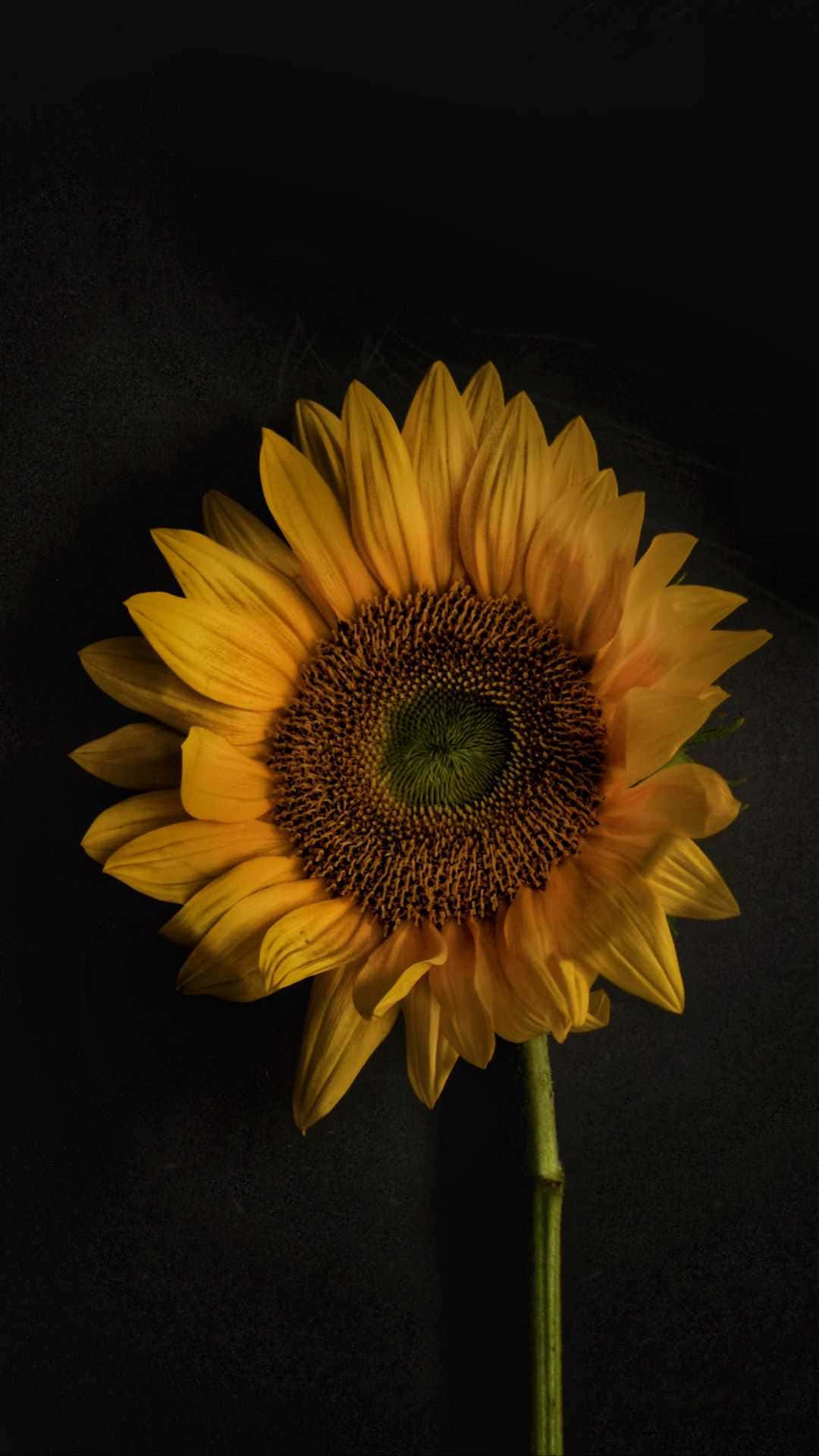 The Rich Dark Color Of A Sunflower Petal Background