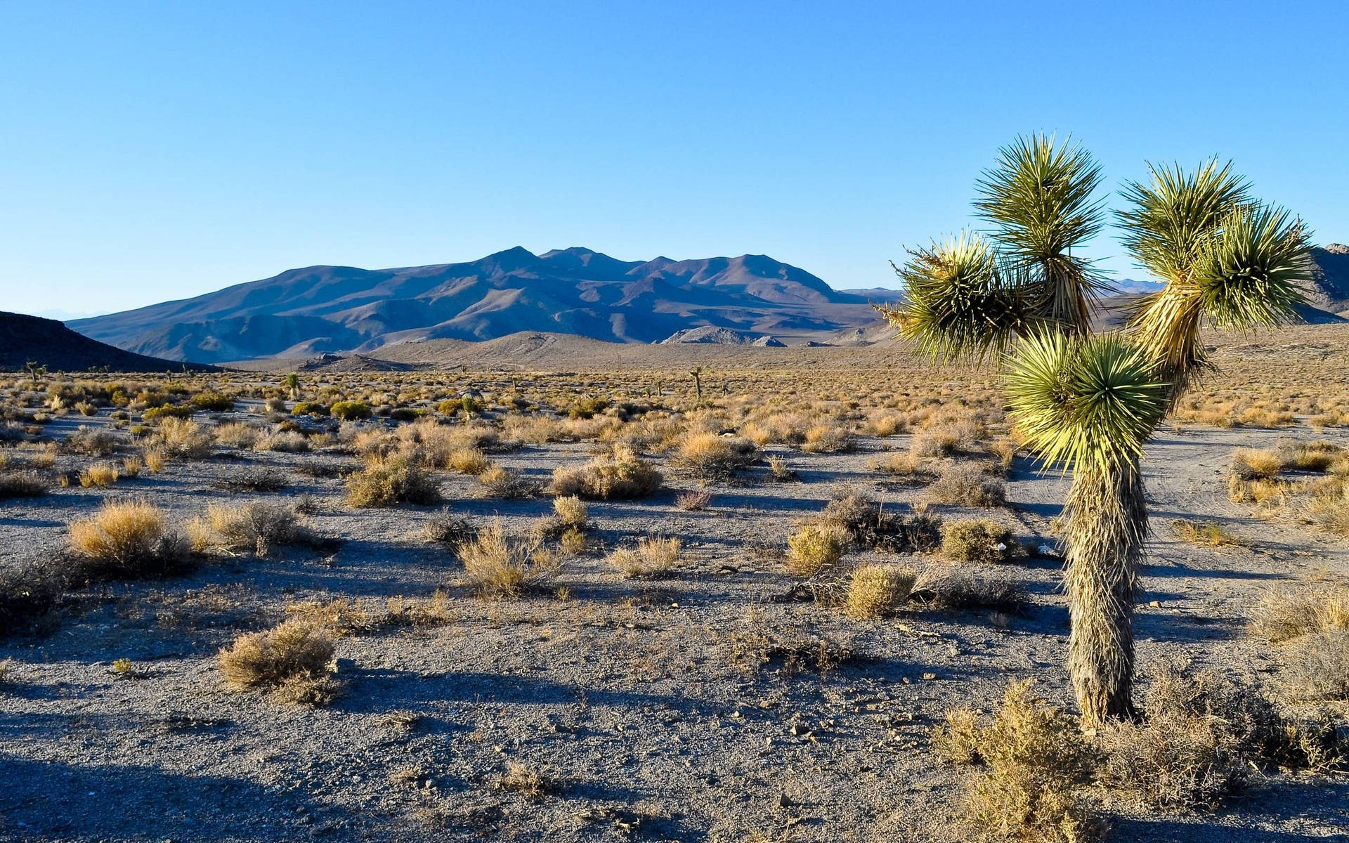 The Scenic Exodus At Joshua Tree National Park Background