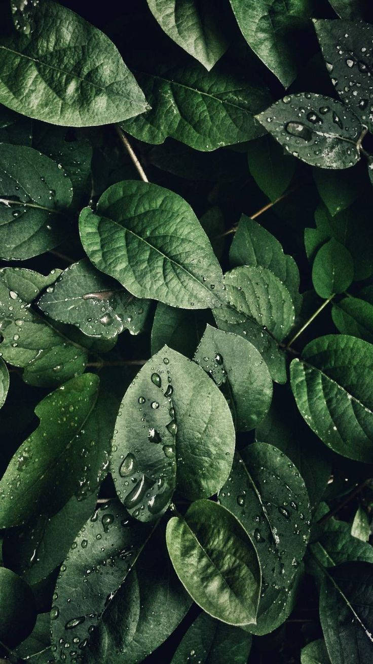 The Serene Beauty Of Dew-kissed Leaves For Your Iphone