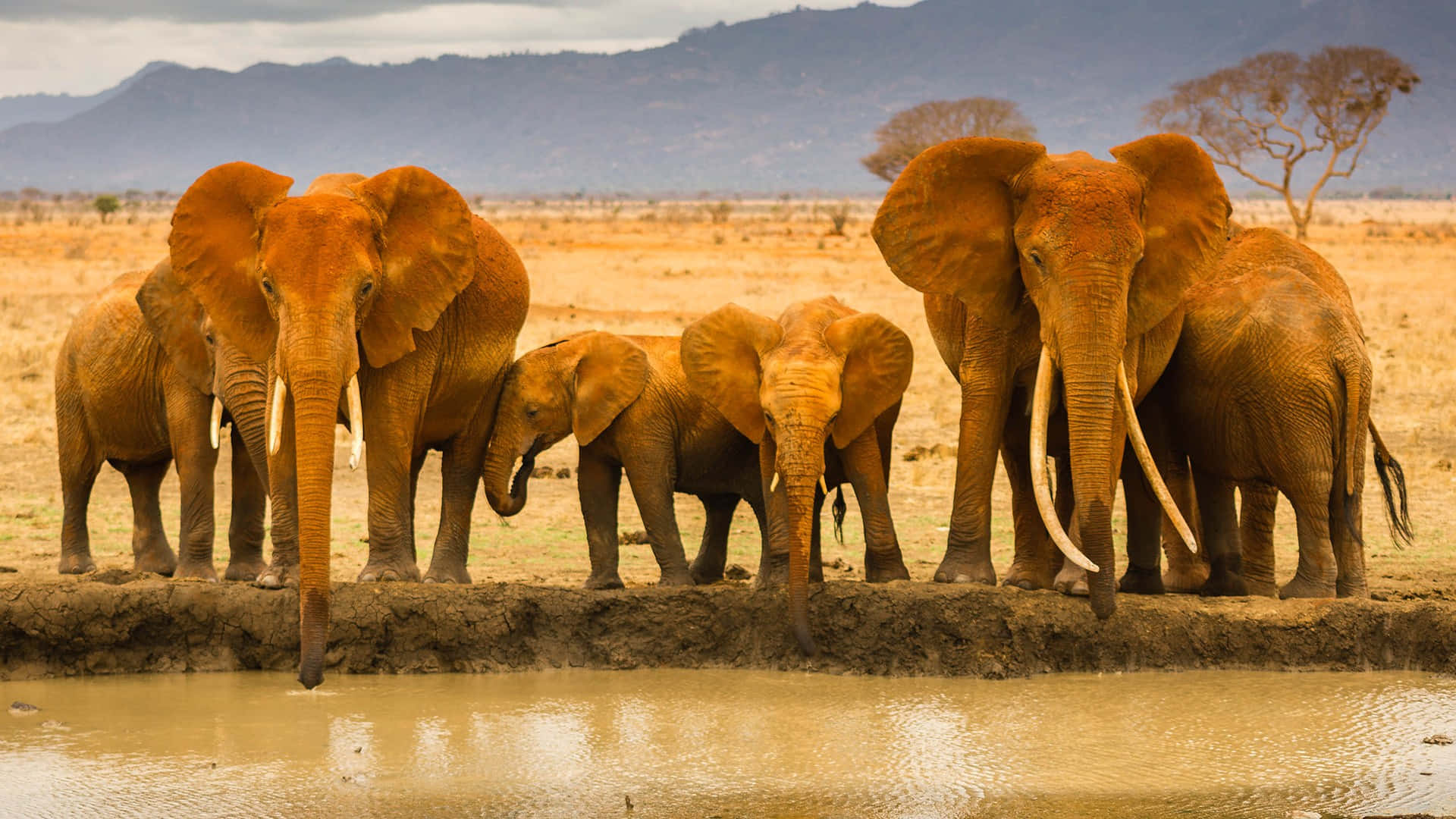 The Serengeti Plains Of Tanzania, Africa Background