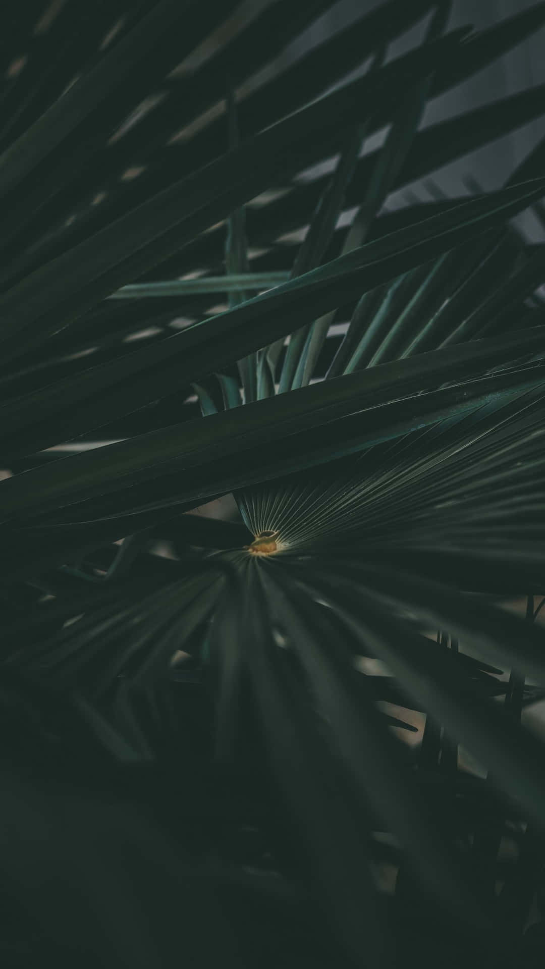 The Sleek And Stylish Dark Green Iphone Background