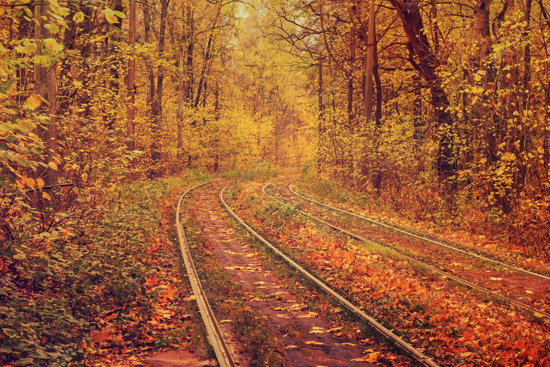 The Splendor Of A Vintage Fall Background