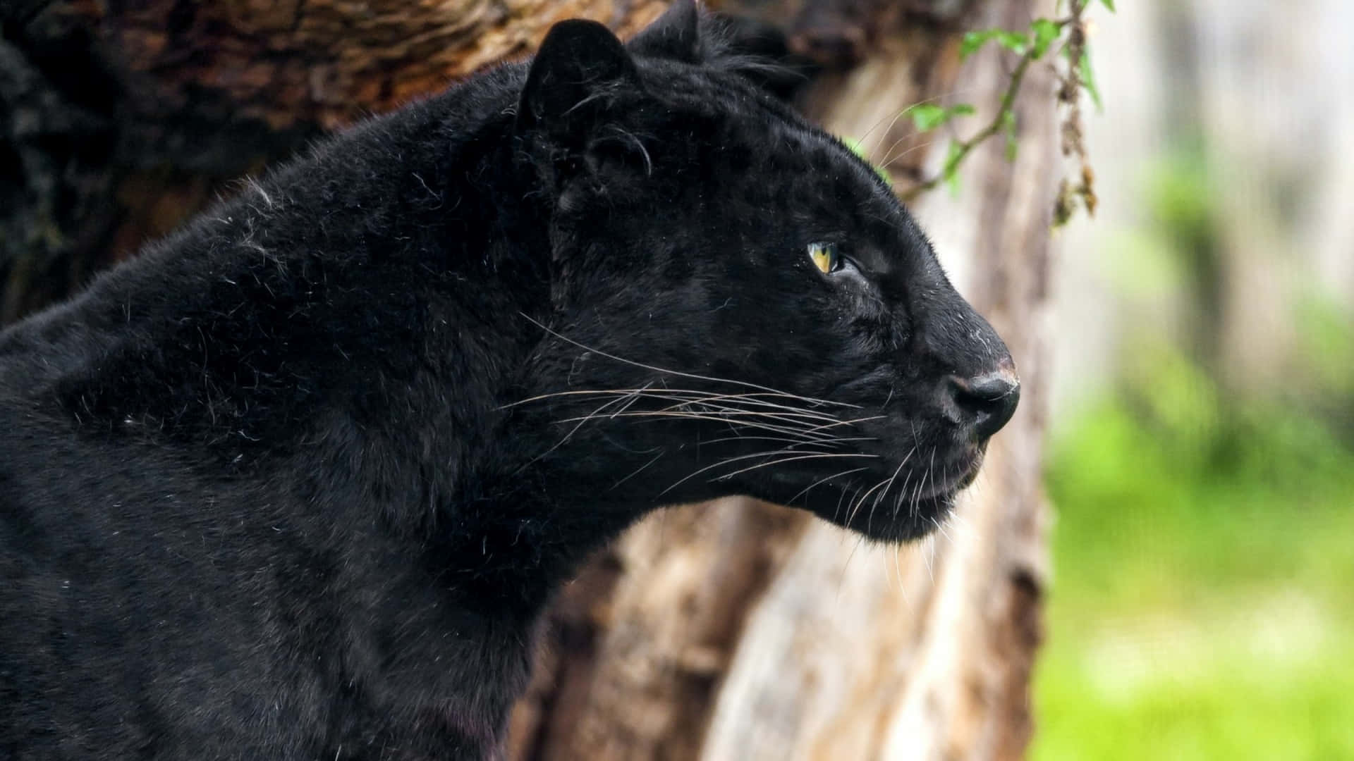 The Strength Of A Black Jaguar Background