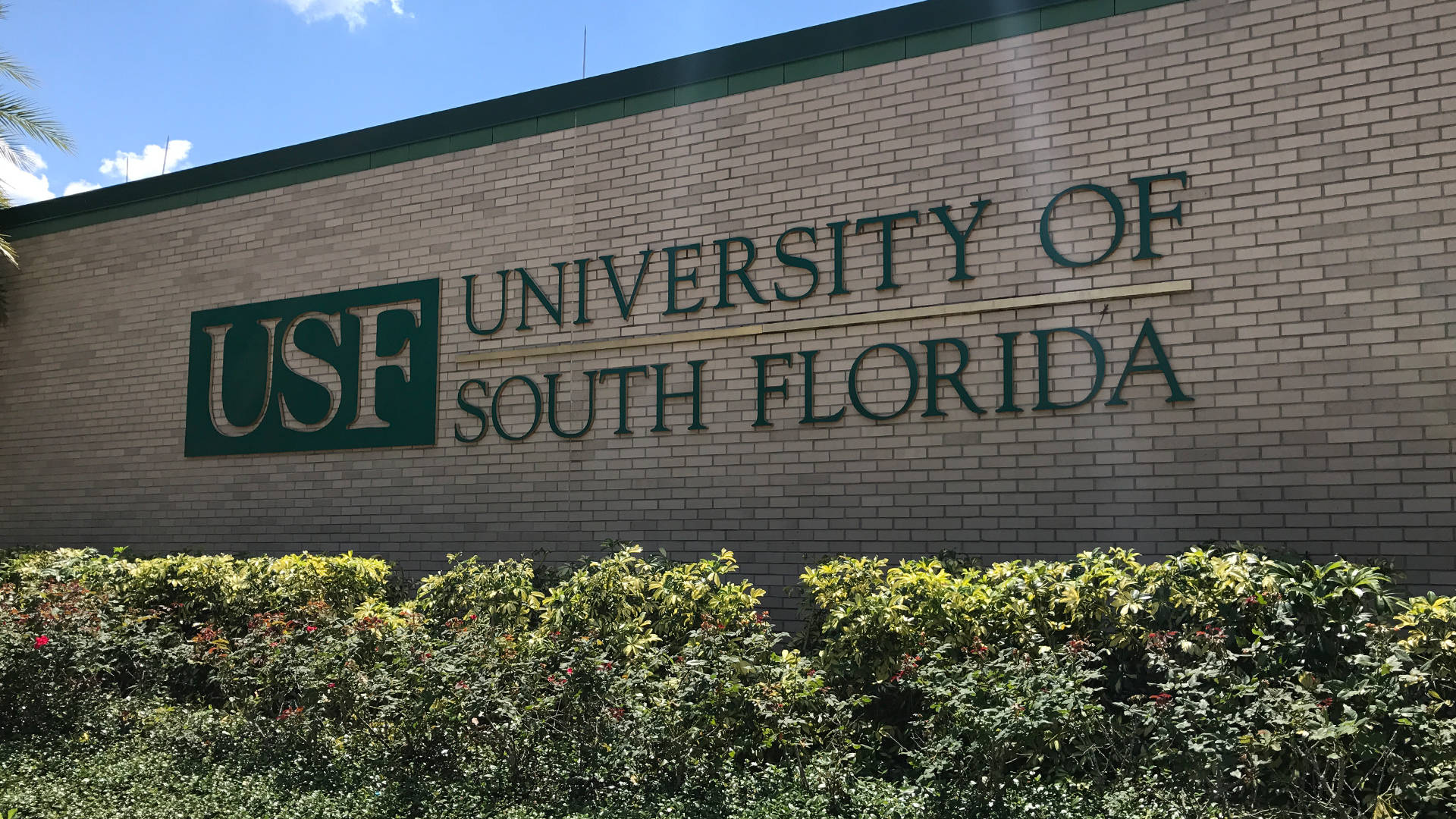 The Striking Signage Of The University Of South Florida. Background