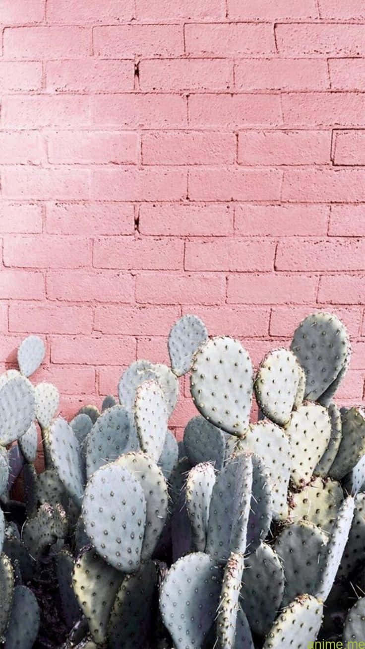The Substantial Benefits Of Cacti Background
