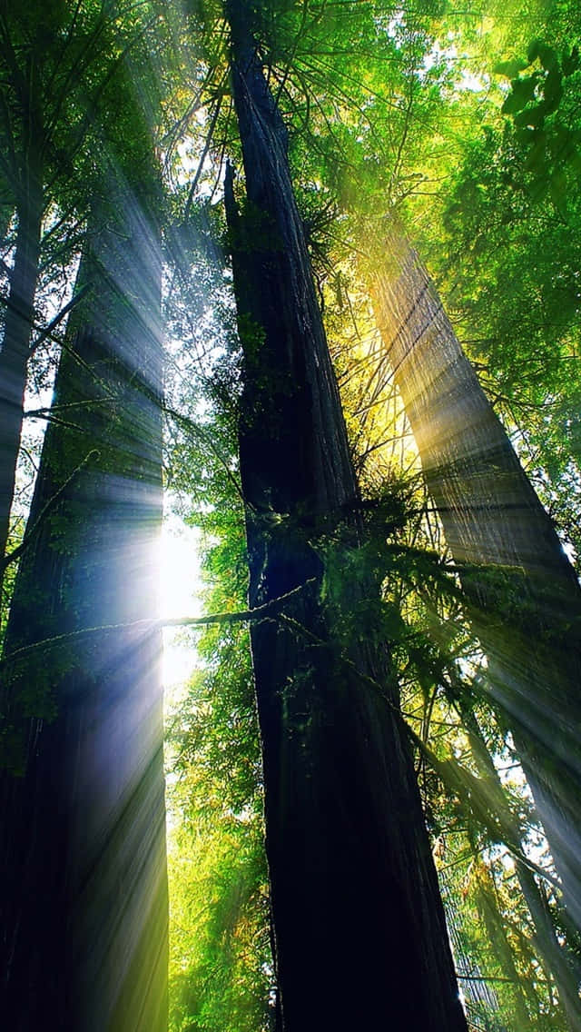 The Sun Shines Through The Trees In The Forest Background