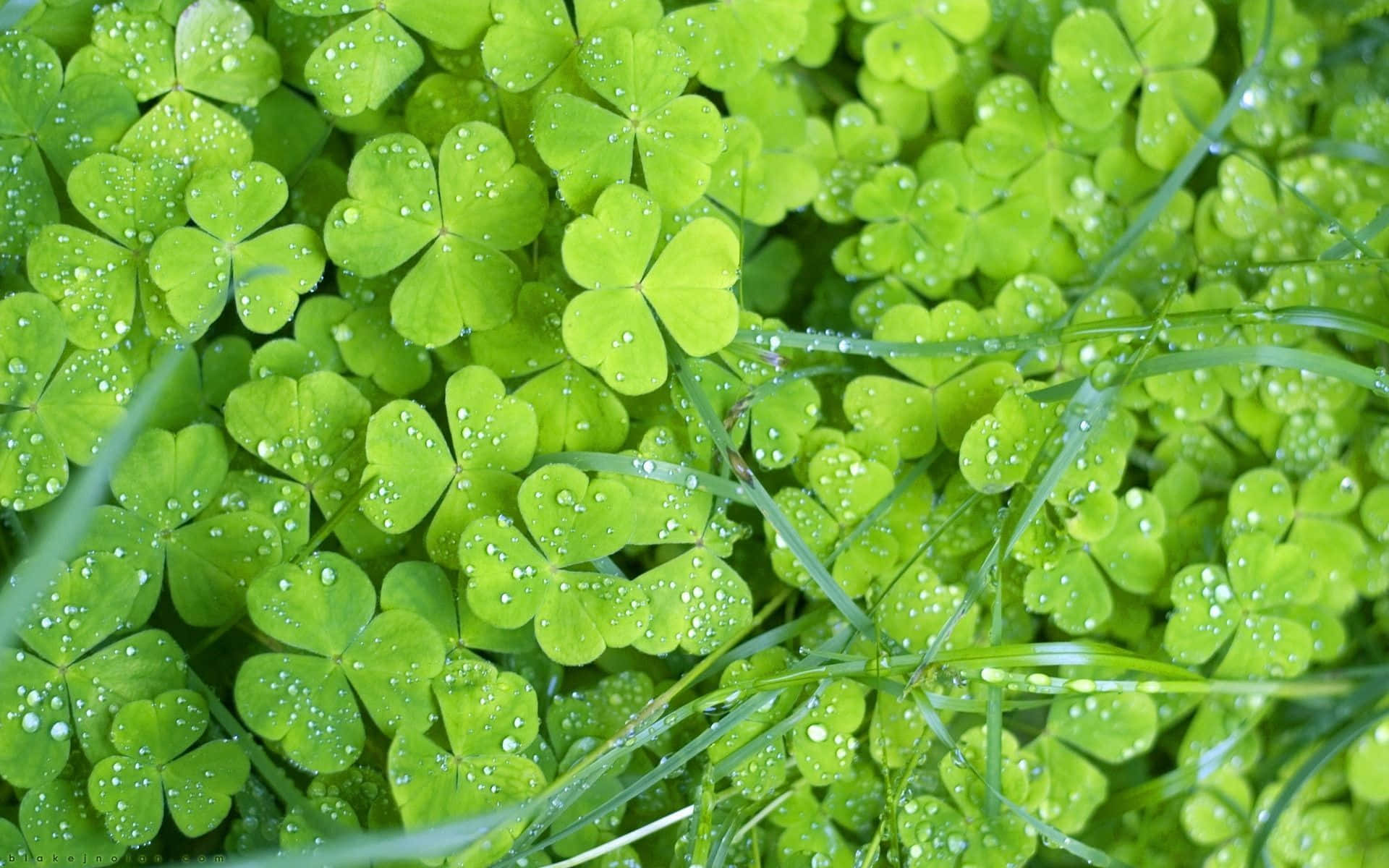 The Symbolism Of The Shamrock