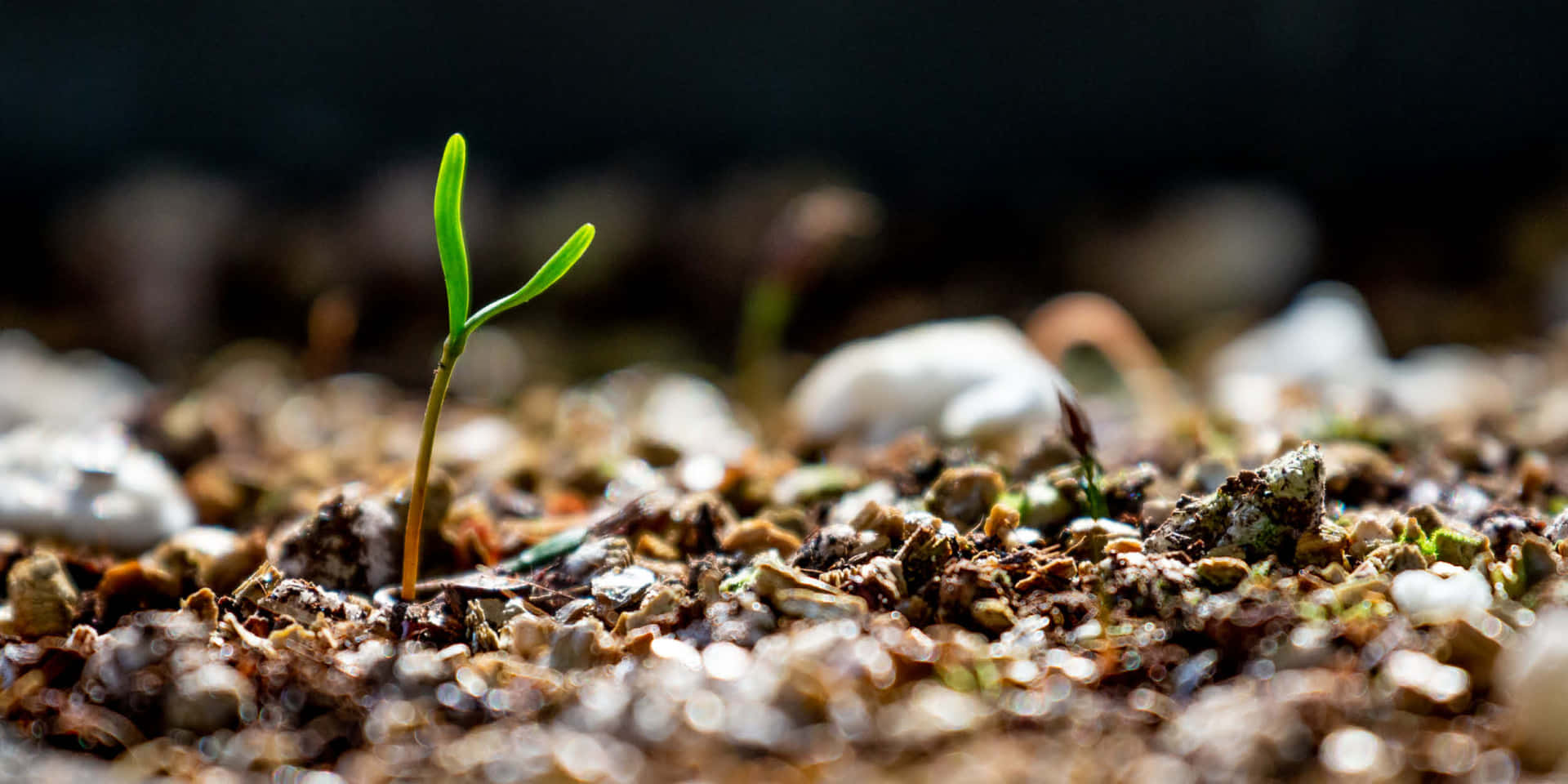 The Thriving Life Of A Green Plant In Rich, Natural Soil. Background