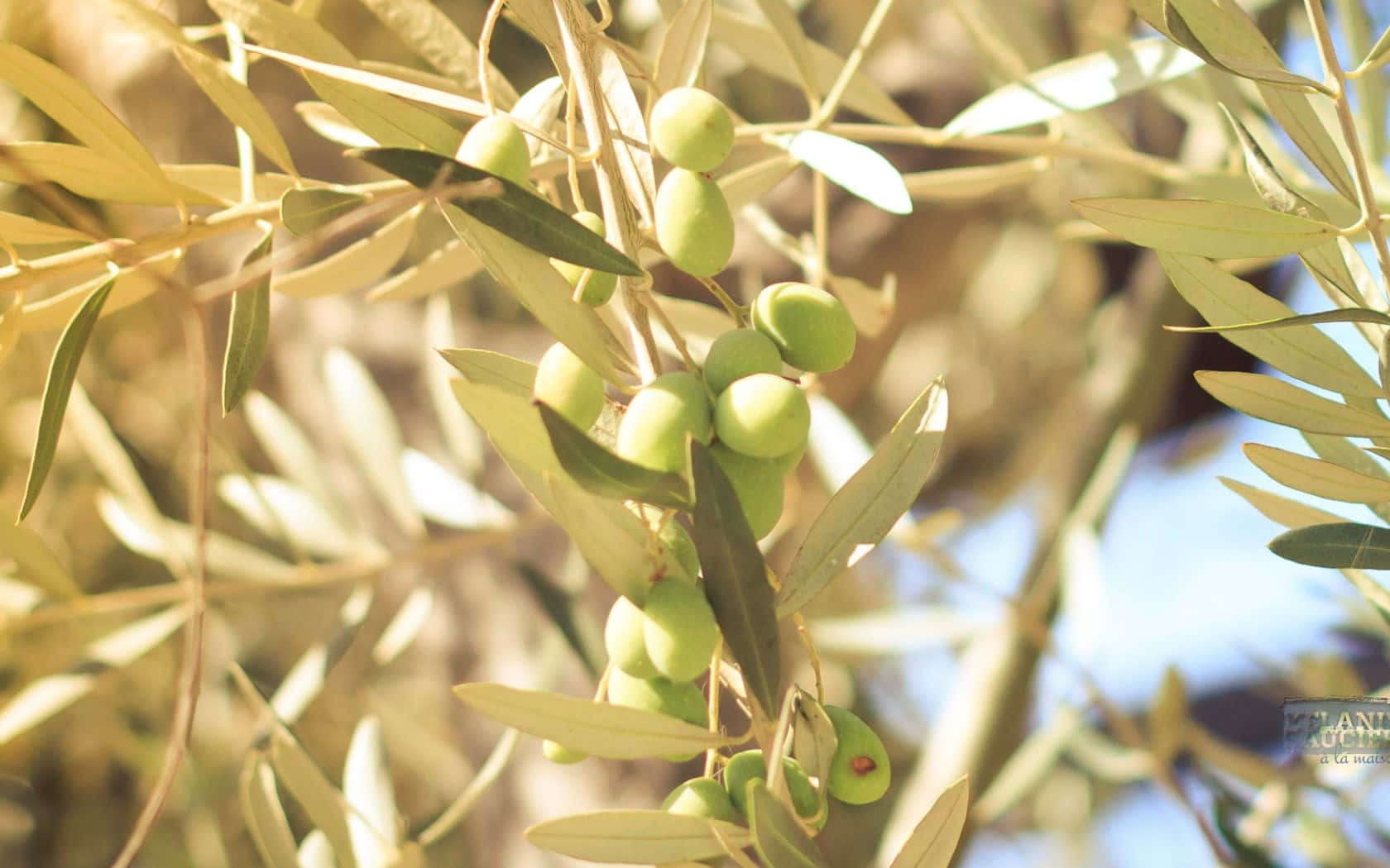 The Timeless Beauty Of An Olive Tree Background