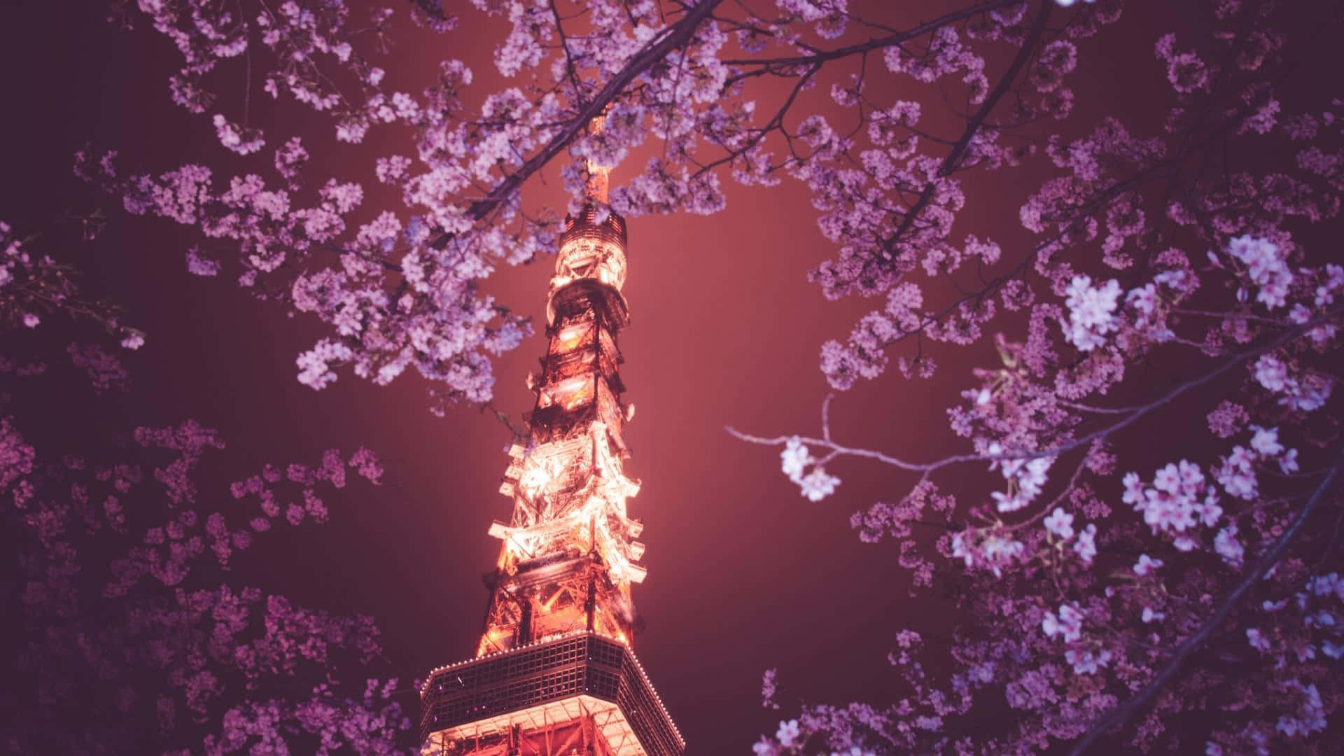 The Tower And Aesthetic Cherry Blossom Background