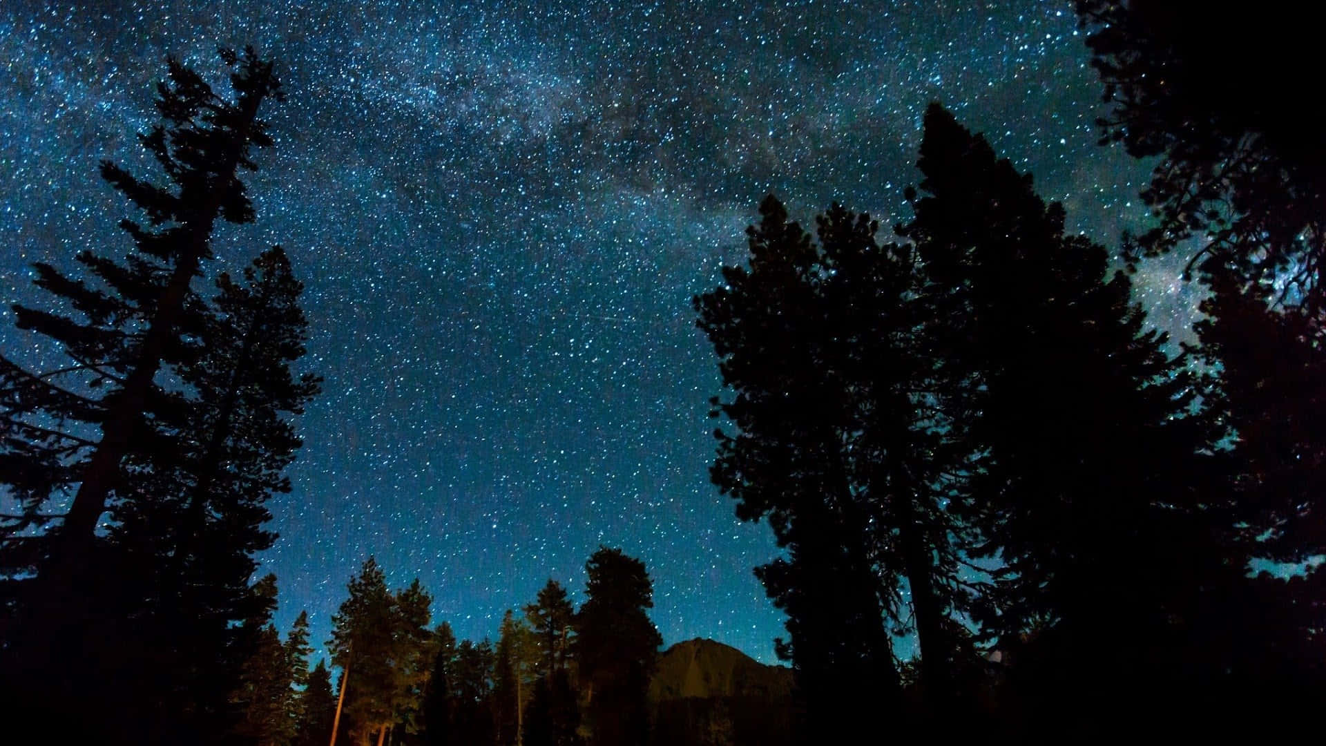 The Tranquility Of A Peaceful Night In The Forest Background