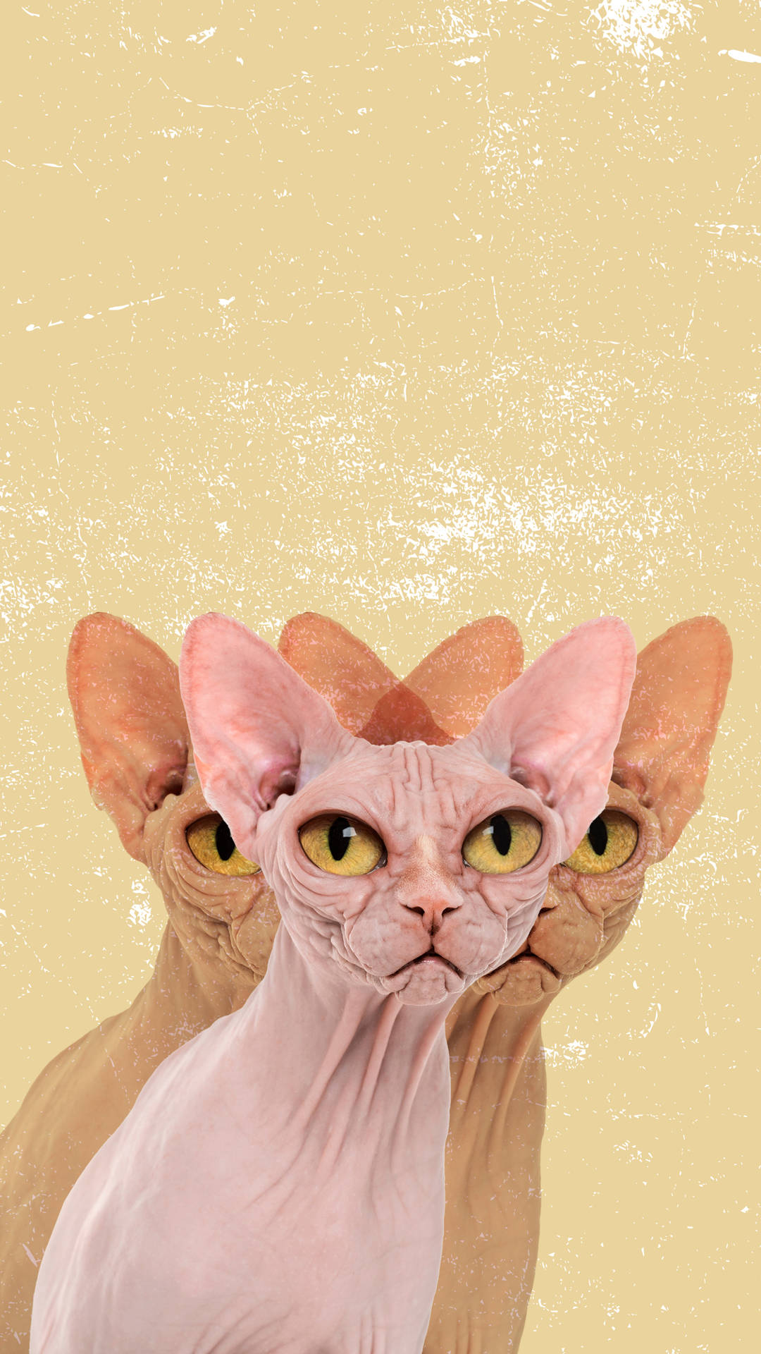 The Unconventional Beauty Of A Sphynx Cat Background