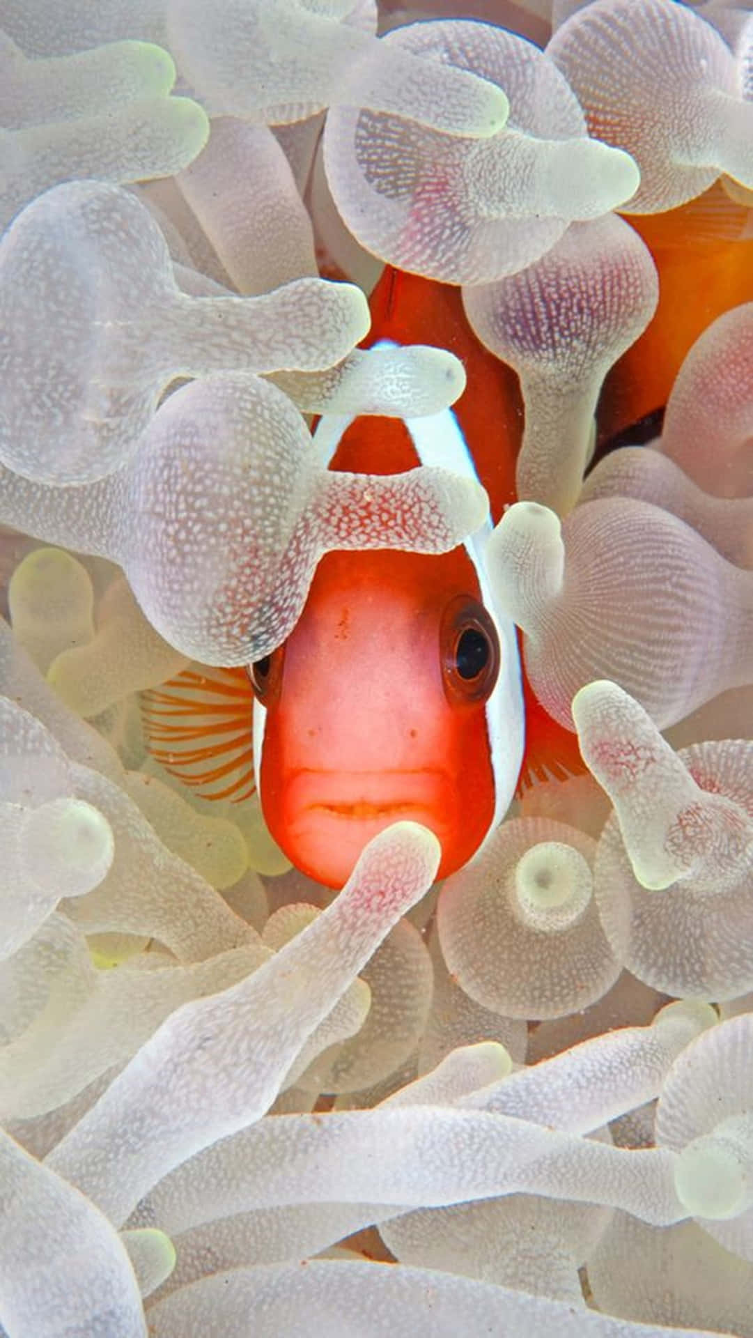 The Vibrant And Enchanting Clown Fish On An Iphone Device. Background