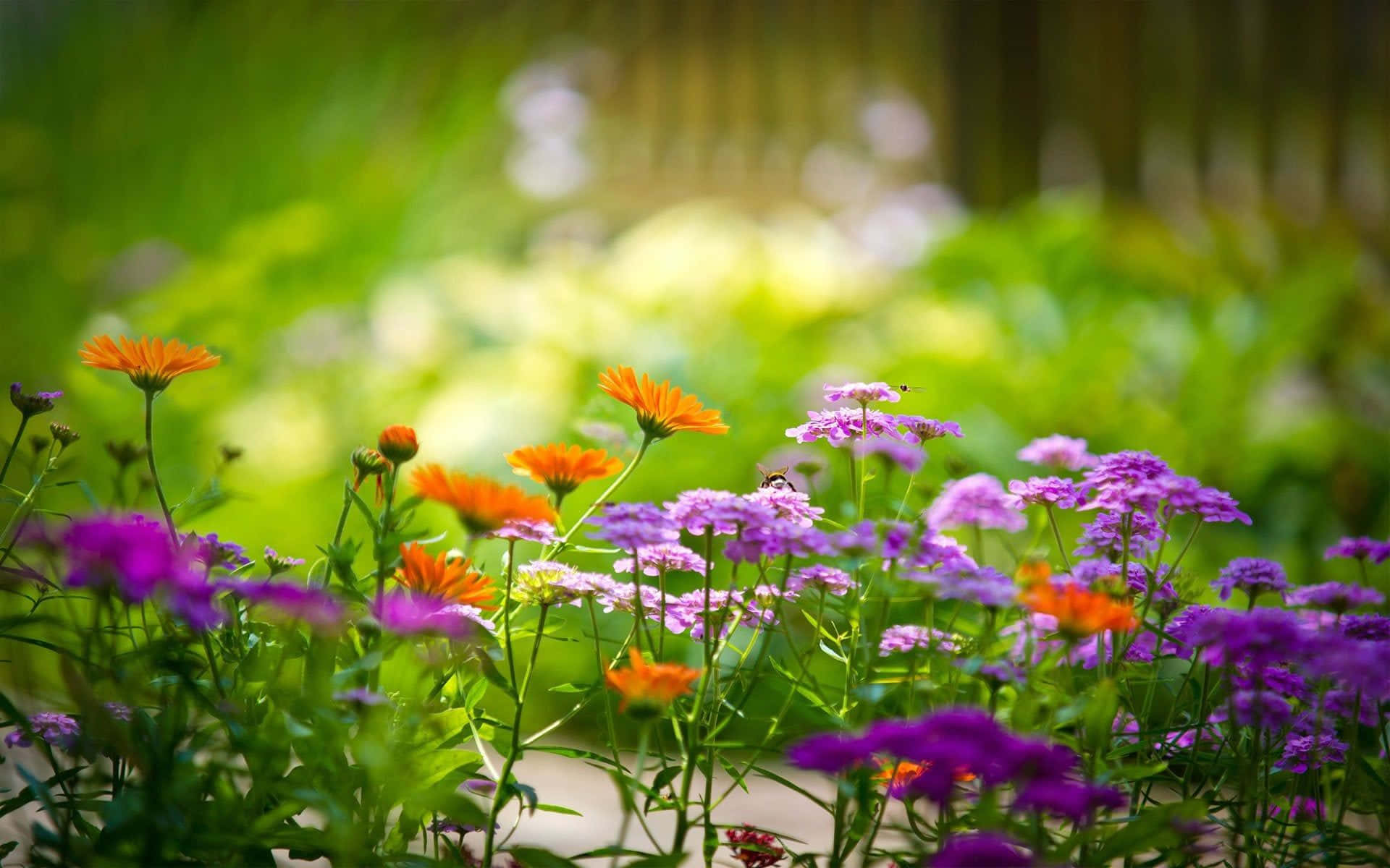 The Vibrant Beauty Of A Nature Flower Background