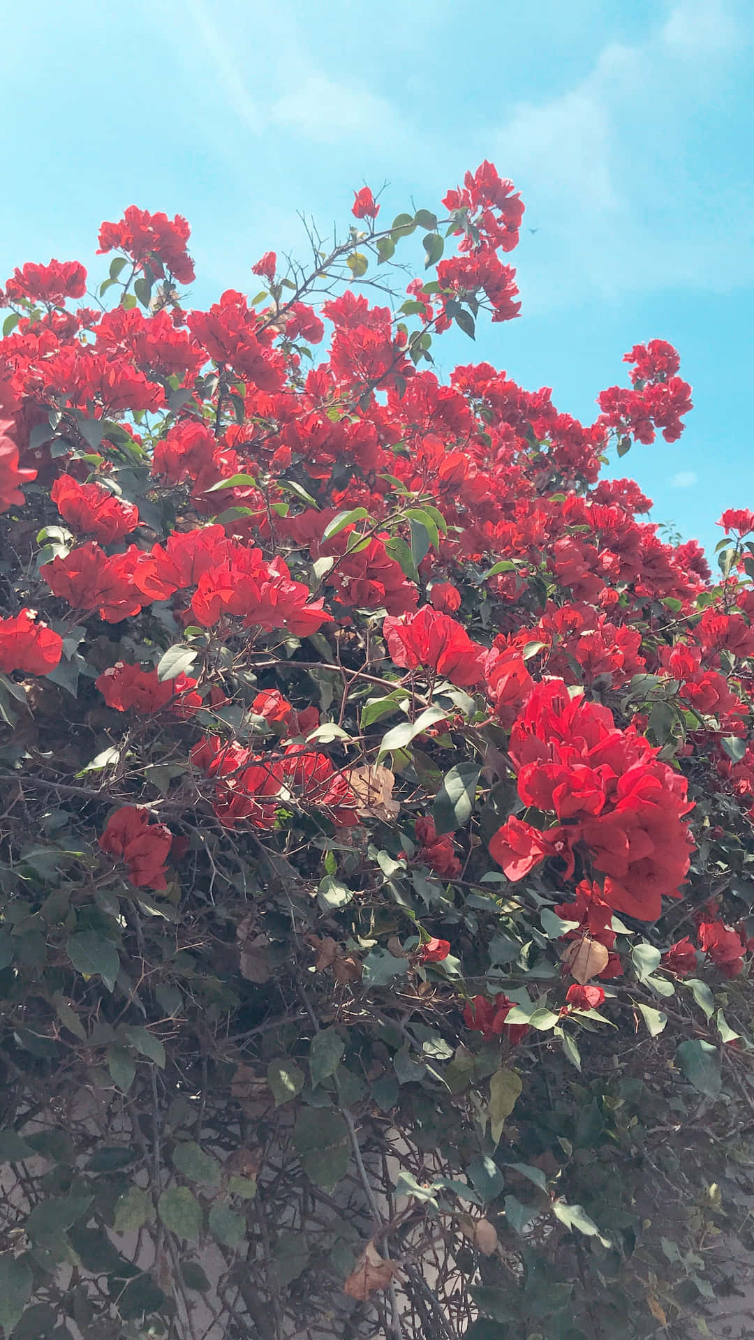 The Vibrant Beauty Of A Red Flower Background