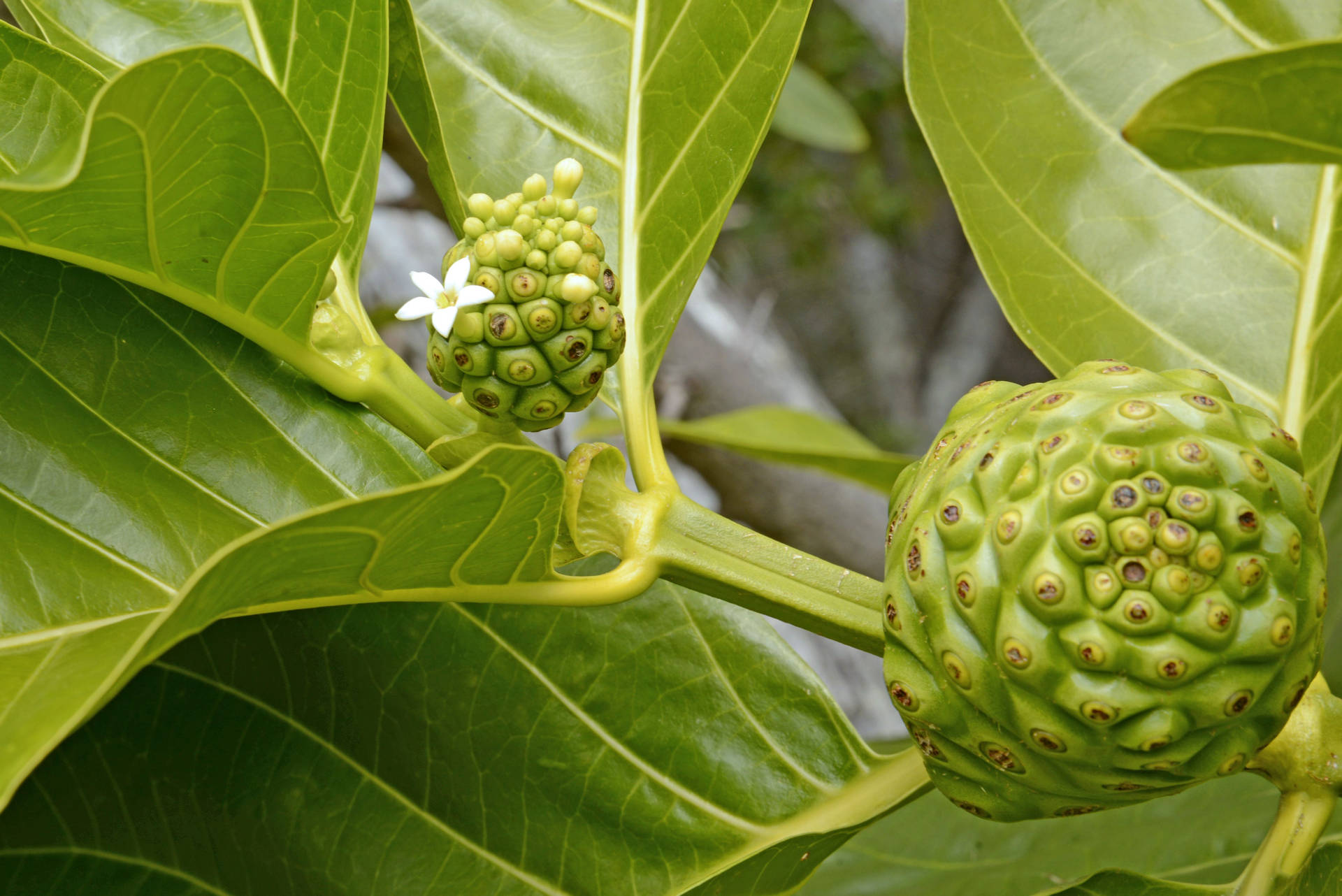 The Vibrant Noni Plant Yielding Lusty Fruits Background