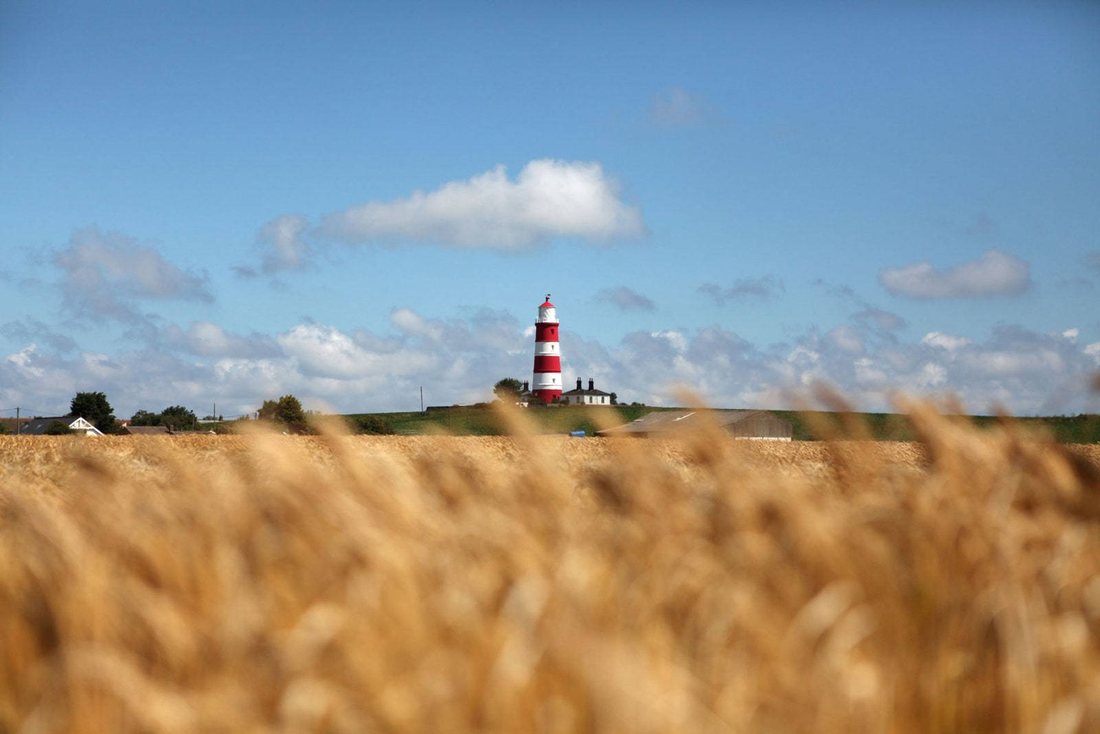 The Wheat Field Near Norfolk Lighthouse In England Background