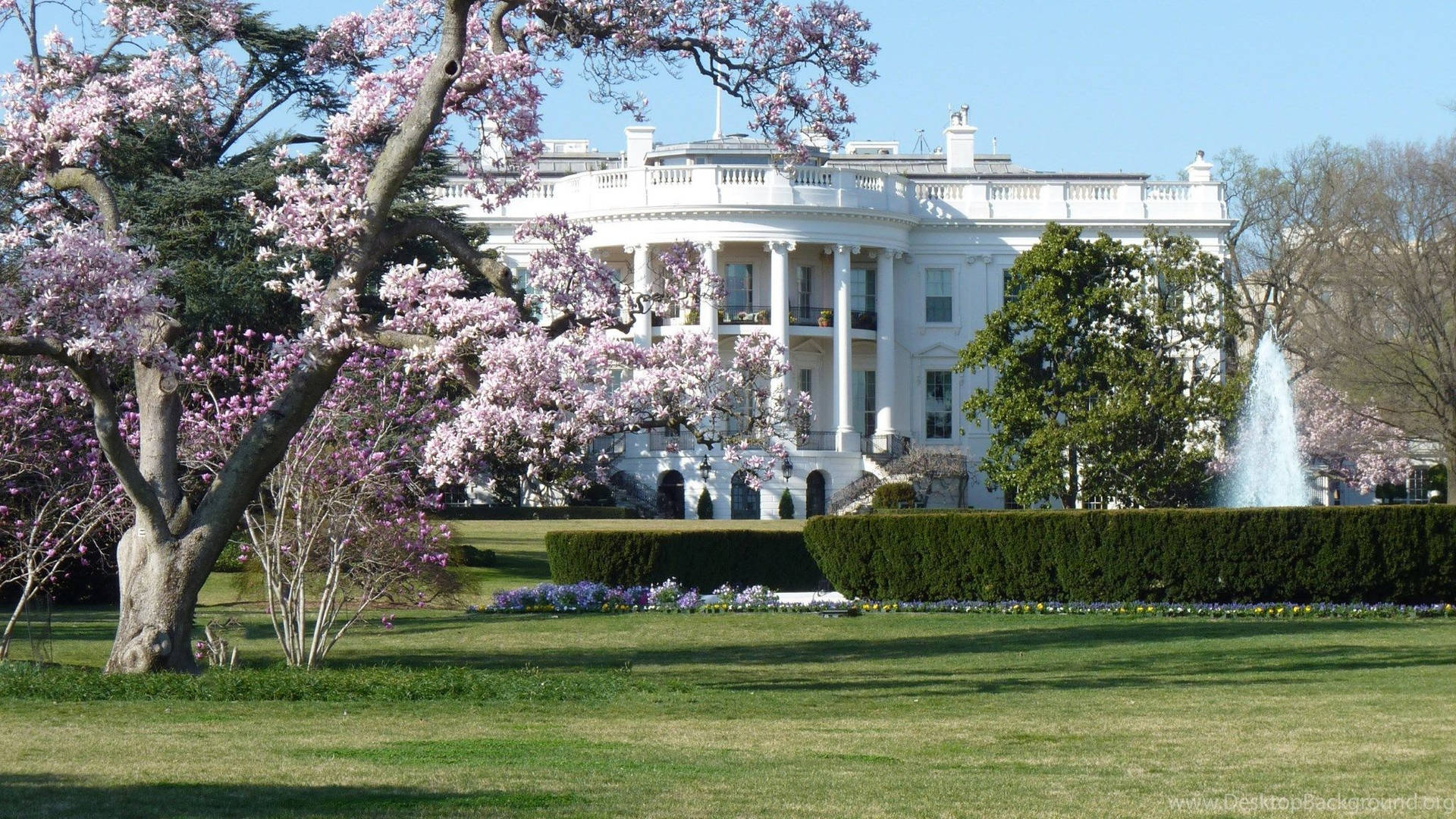 The White House At Spring Season Background