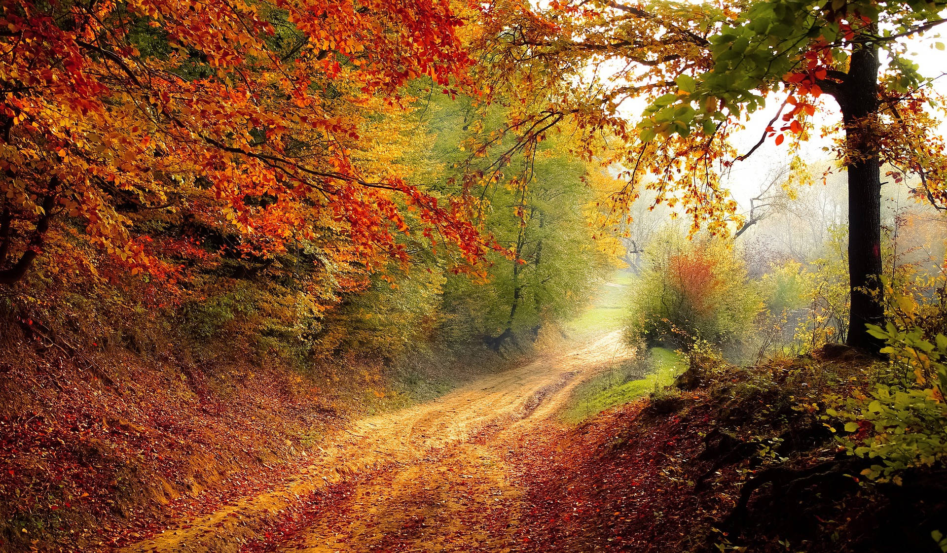 The Woods In Autumn