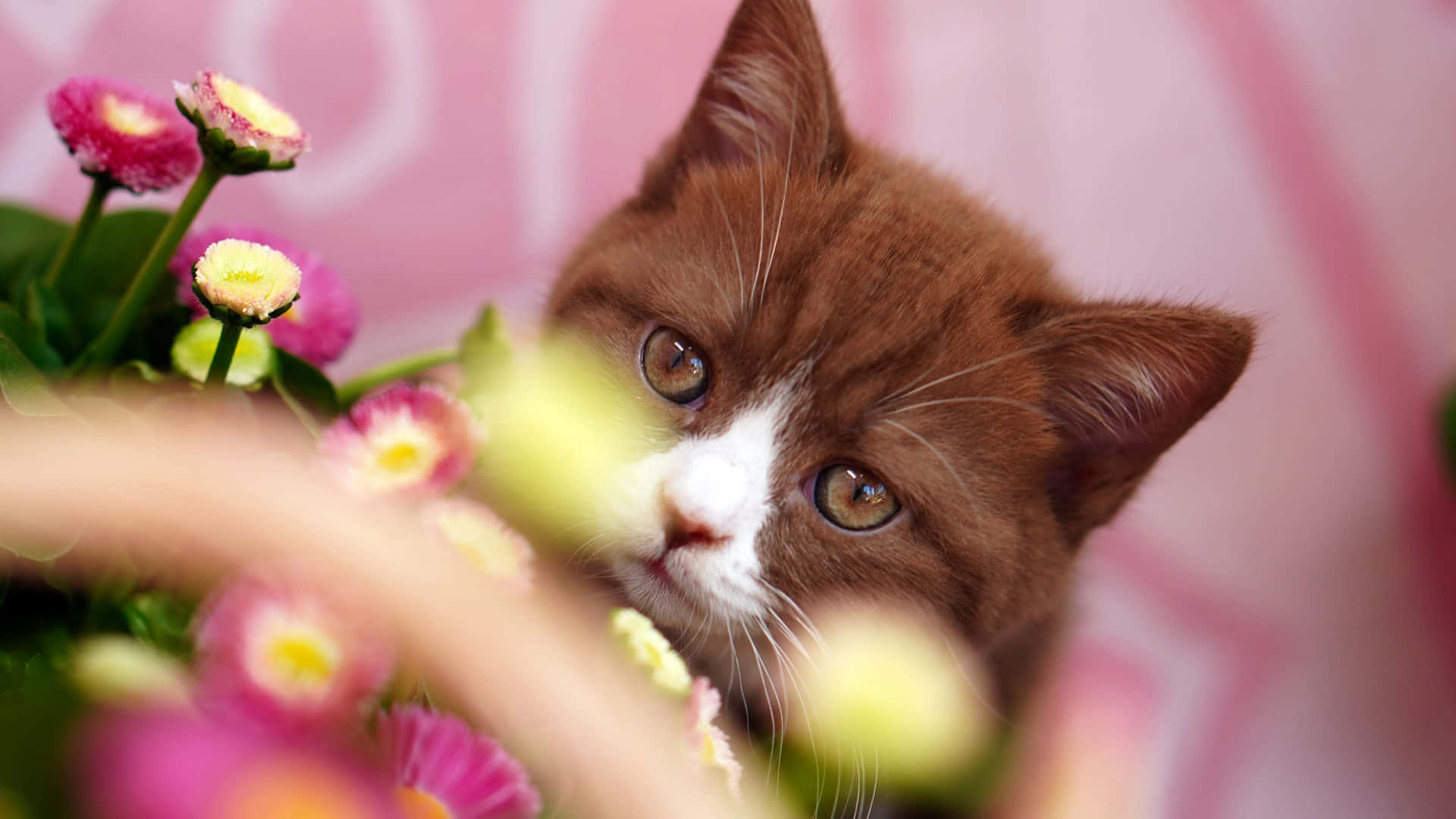 These Adorable Pink Puppies Will Make Your Heart Melt Background