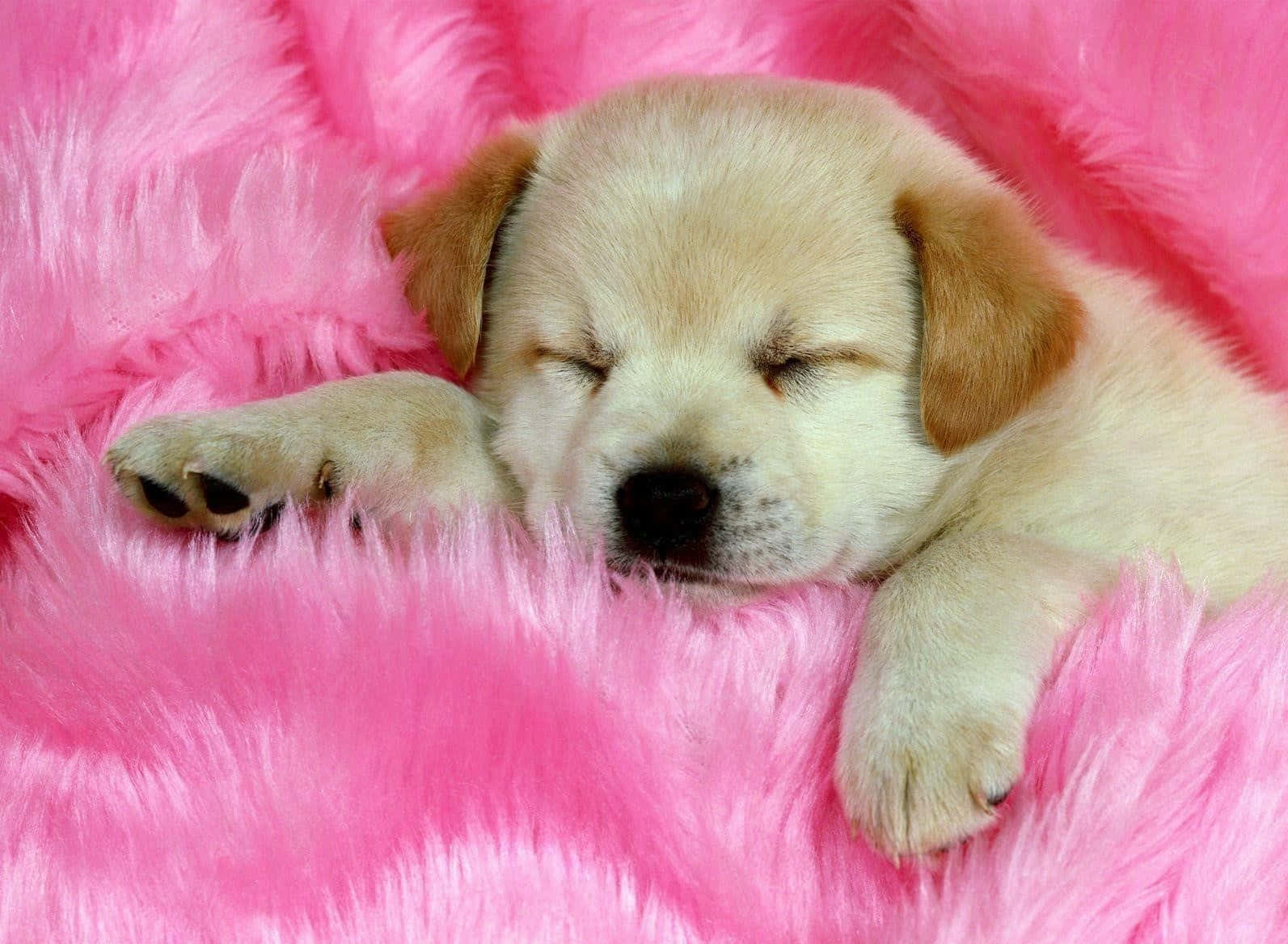 These Adorable Pink Puppies Will Melt Your Heart Background