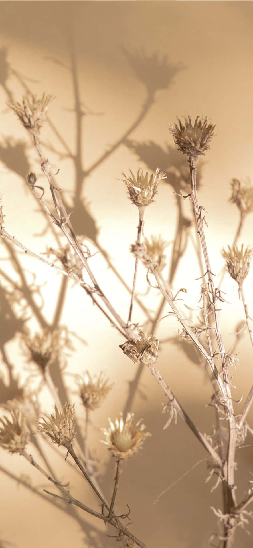 These Brown Flowers Background