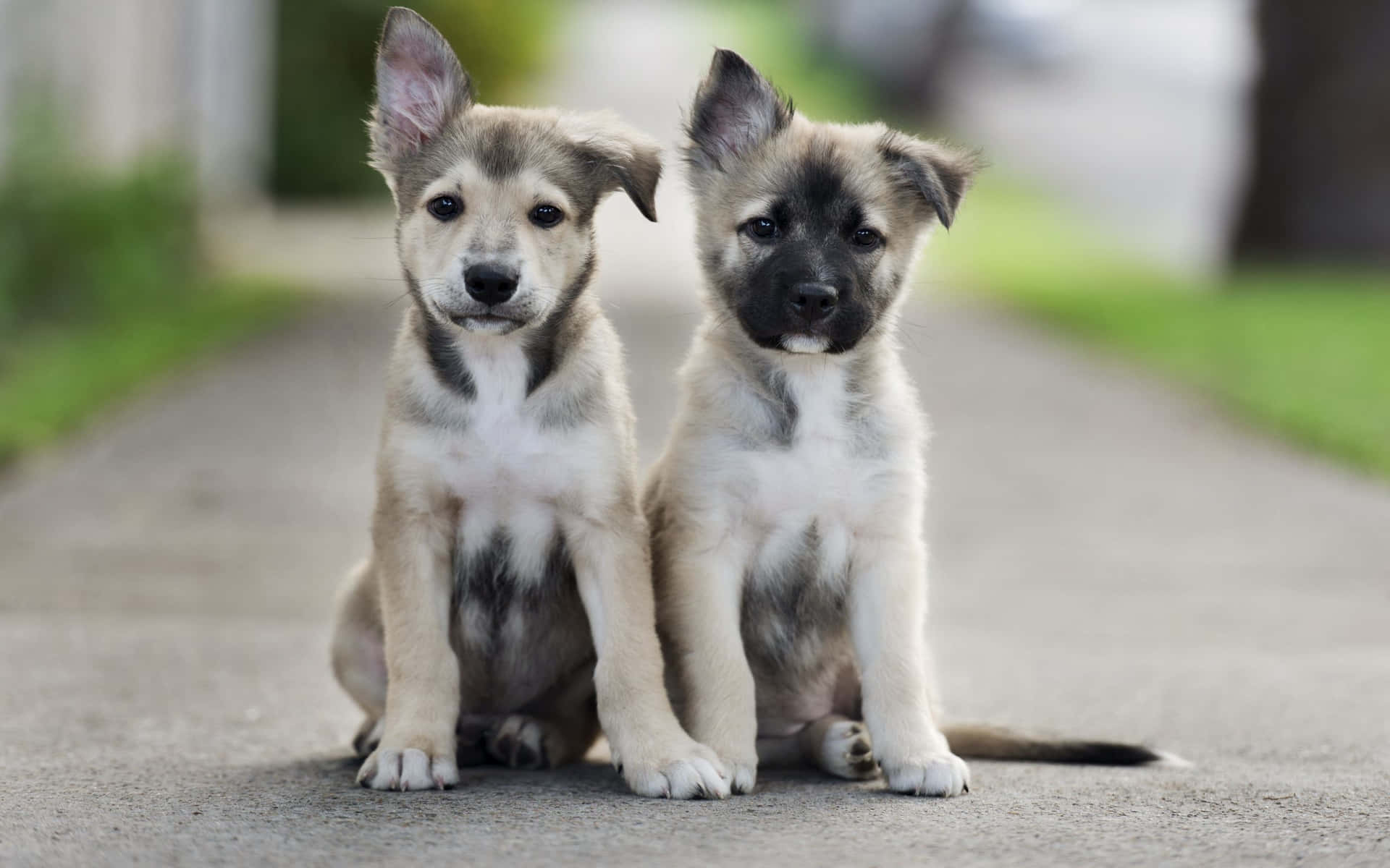 These Two Cute Little Puppies Will Melt Your Heart Background