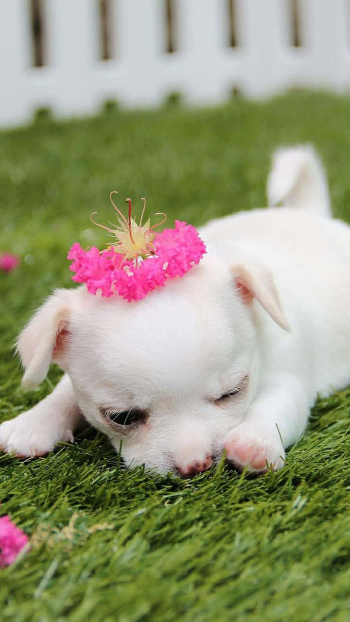 These Two Friendly Puppies Just Love Spending Time Together.