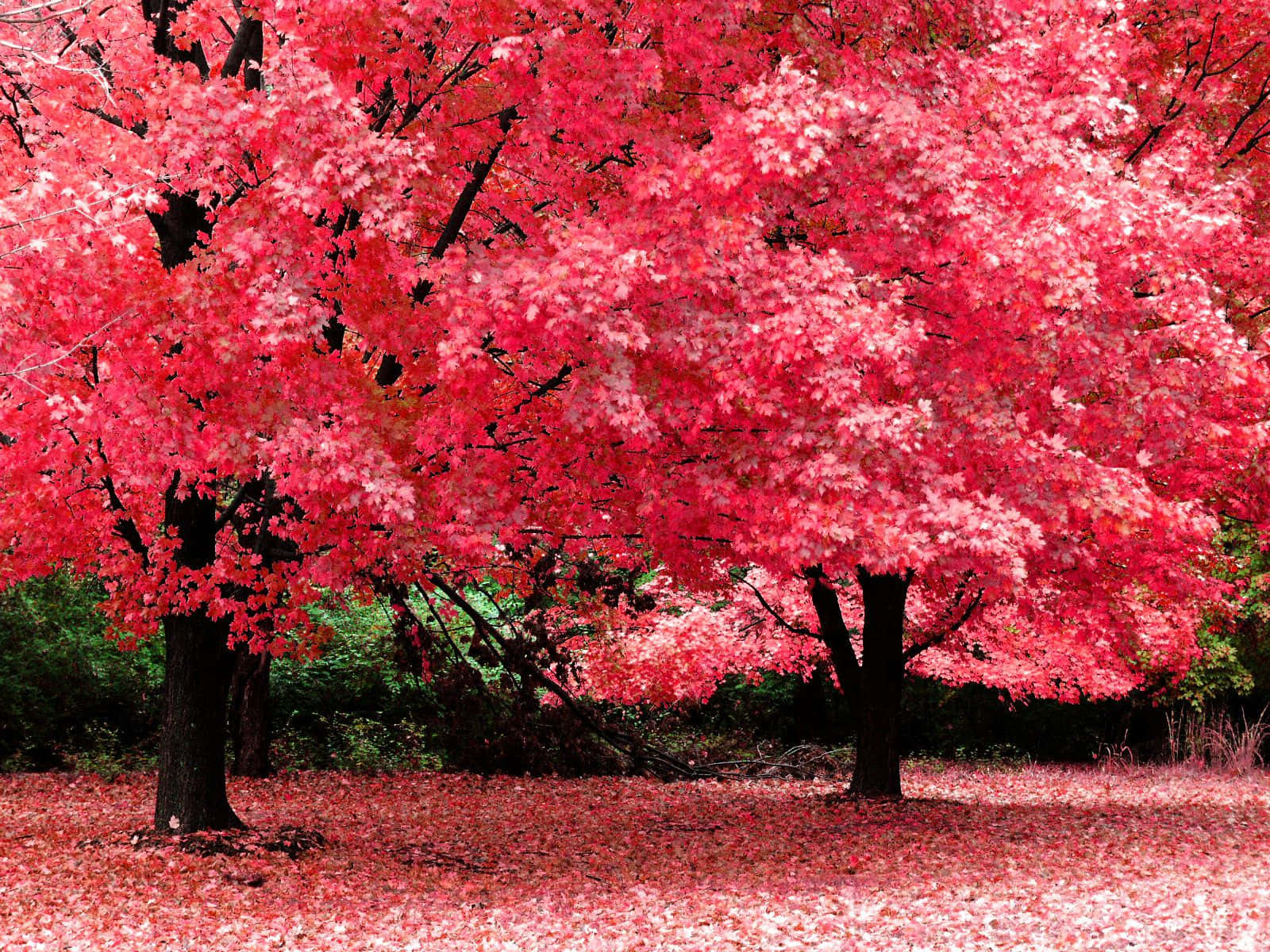 They Pink Hue Of Autumn Leaves Background