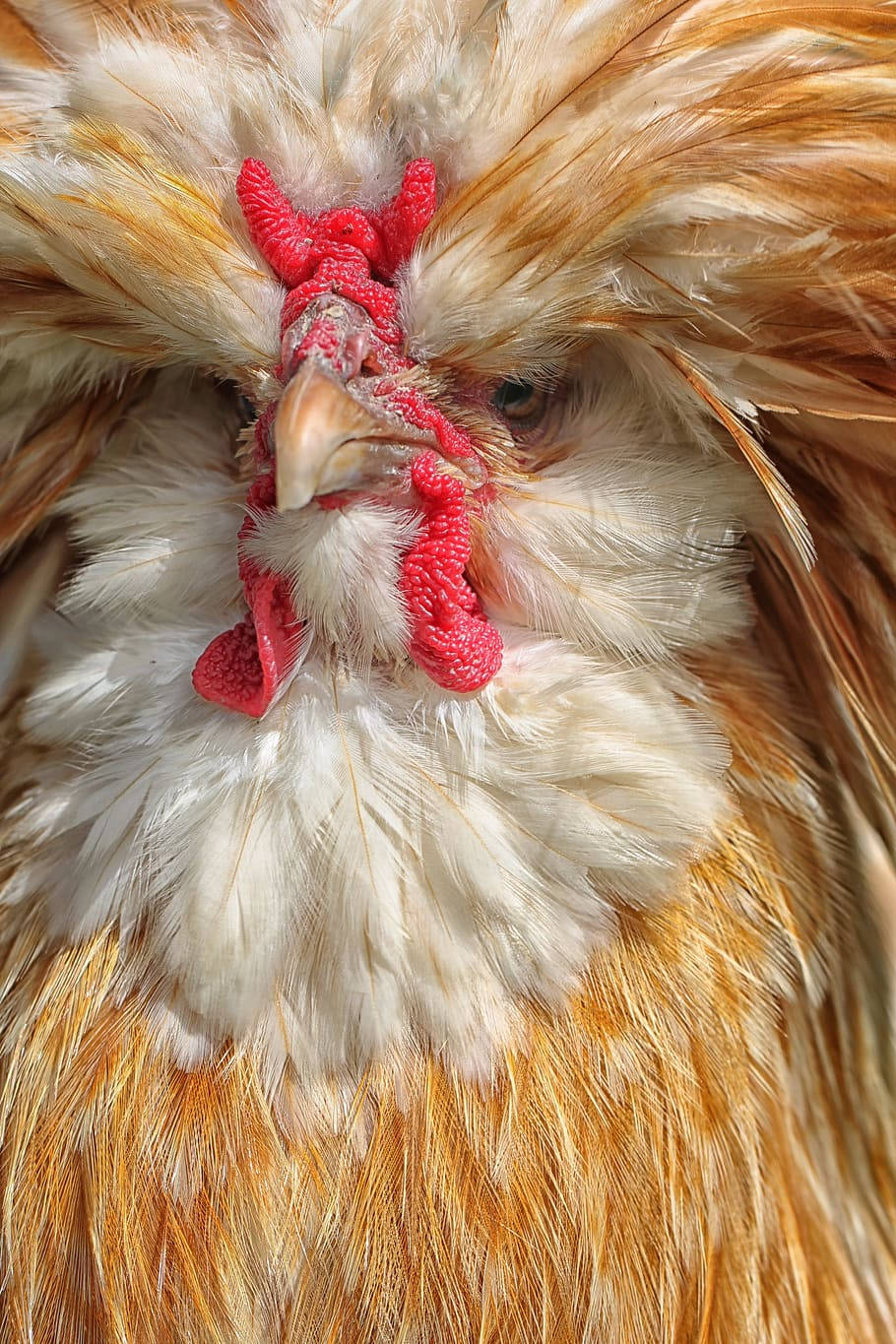 Thick Feathered Rooster Face Background