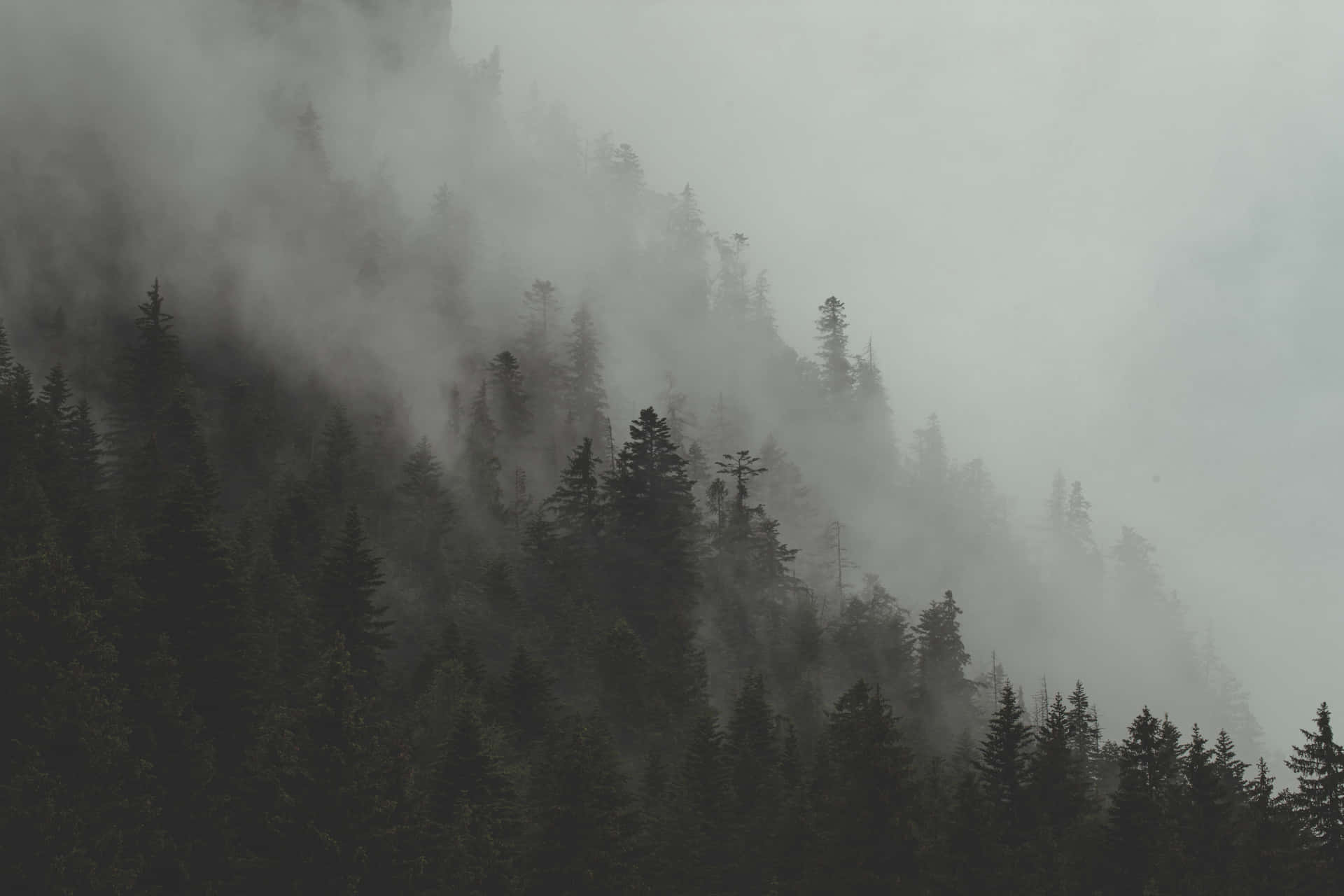 Thick Fogs At The Mountain