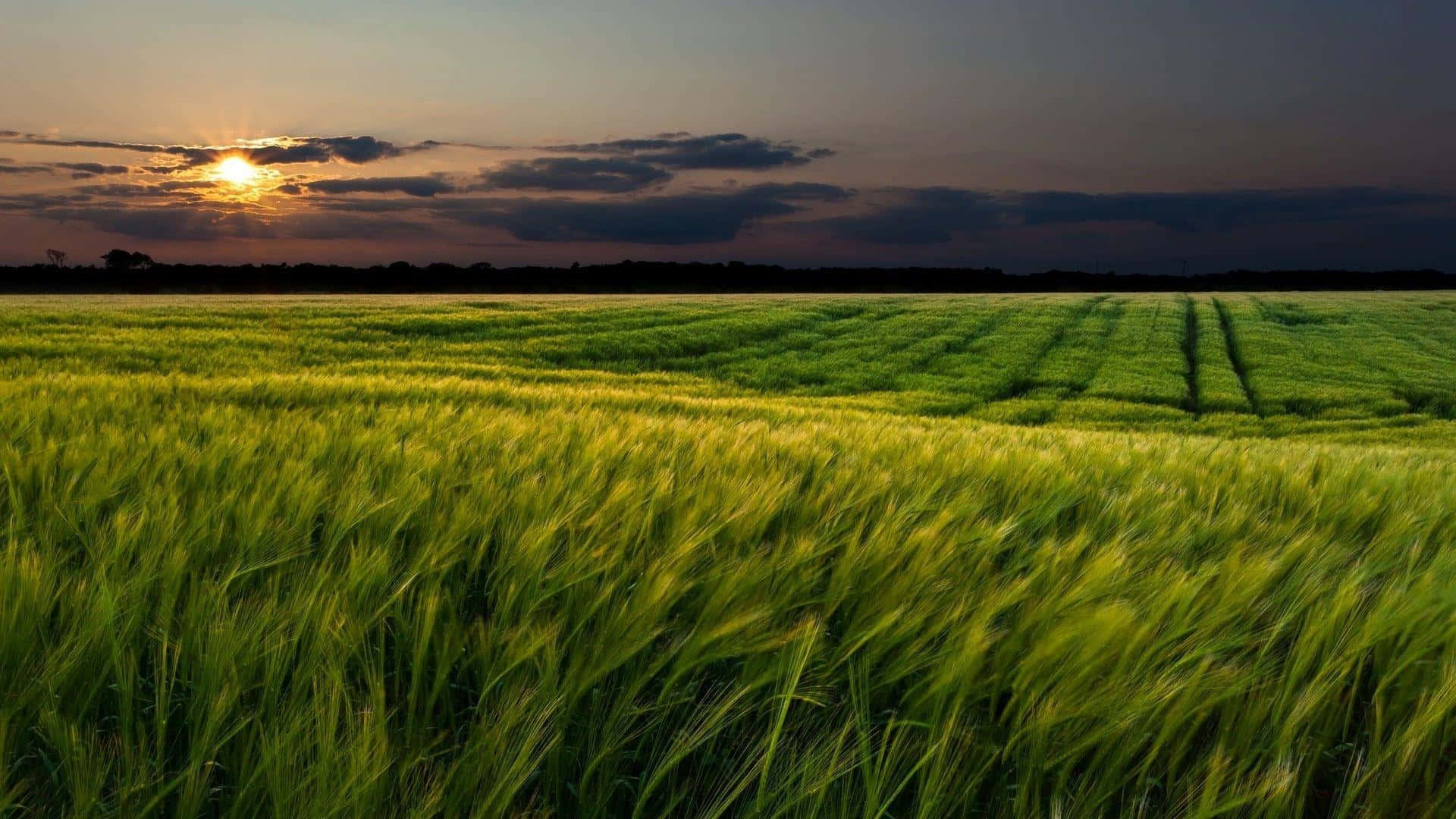 Thick Grass Overlooking The Dark Clouds Background