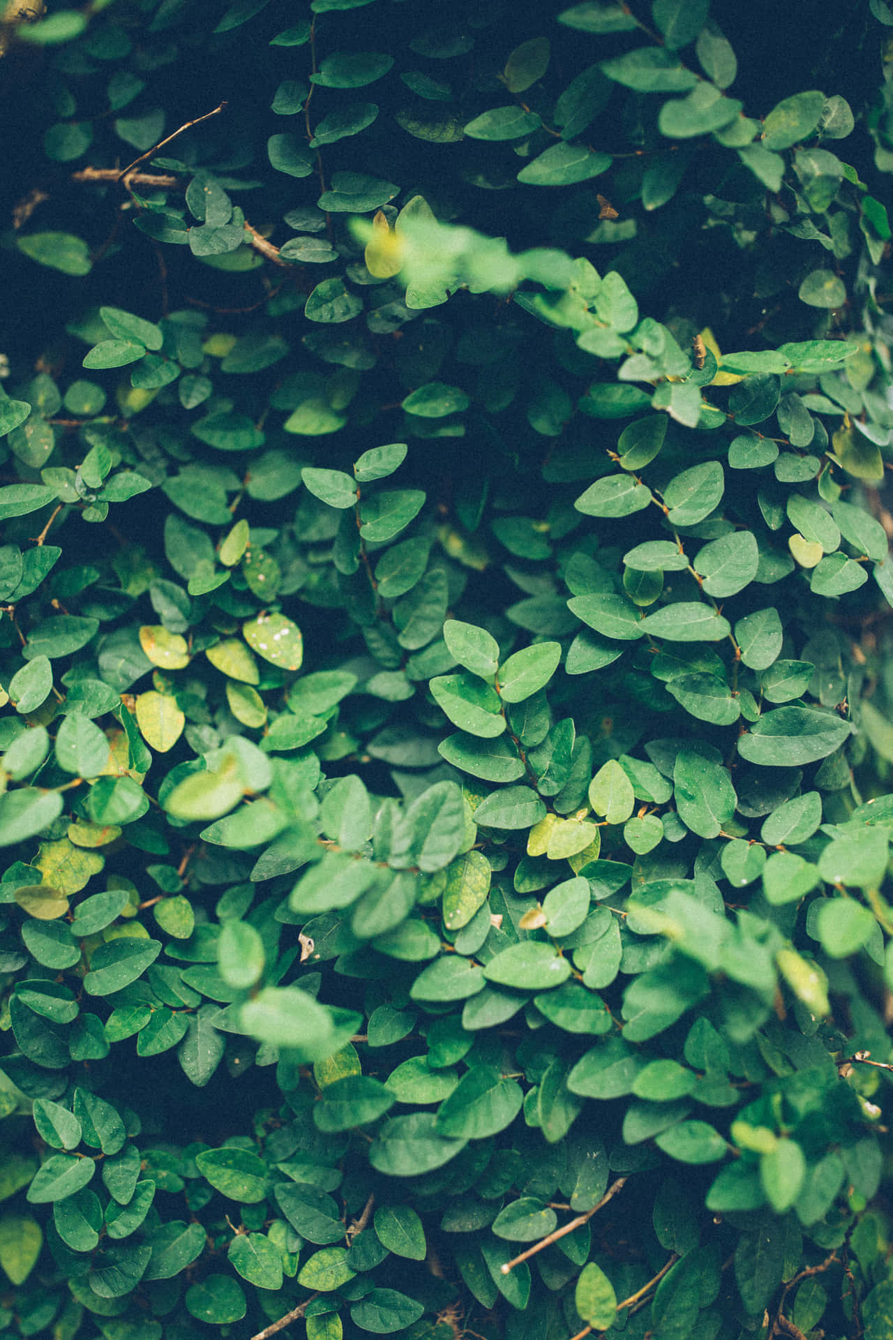 Thick Green And Yellow Shrubs Background