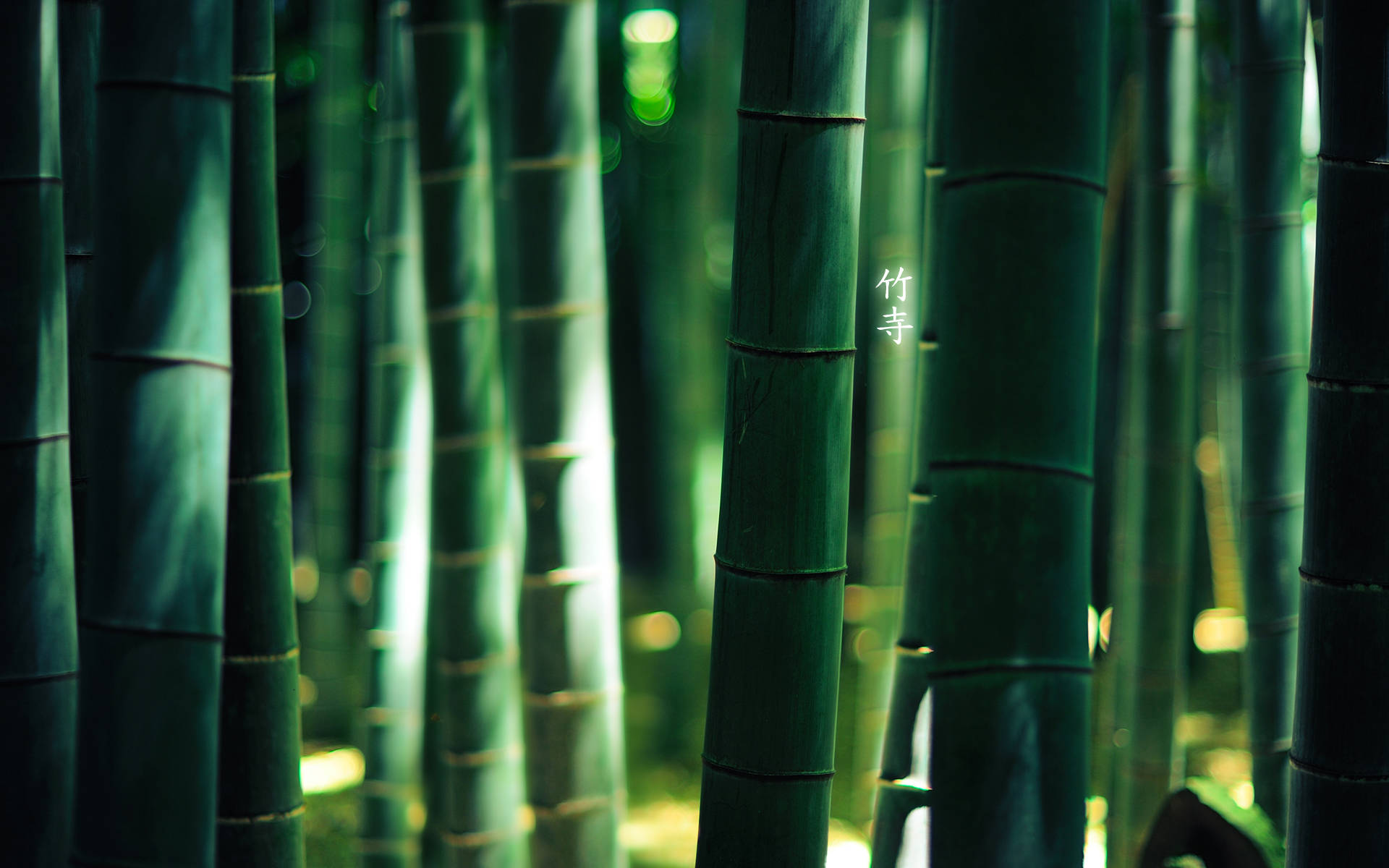 Thick Green Bamboo Hd Background