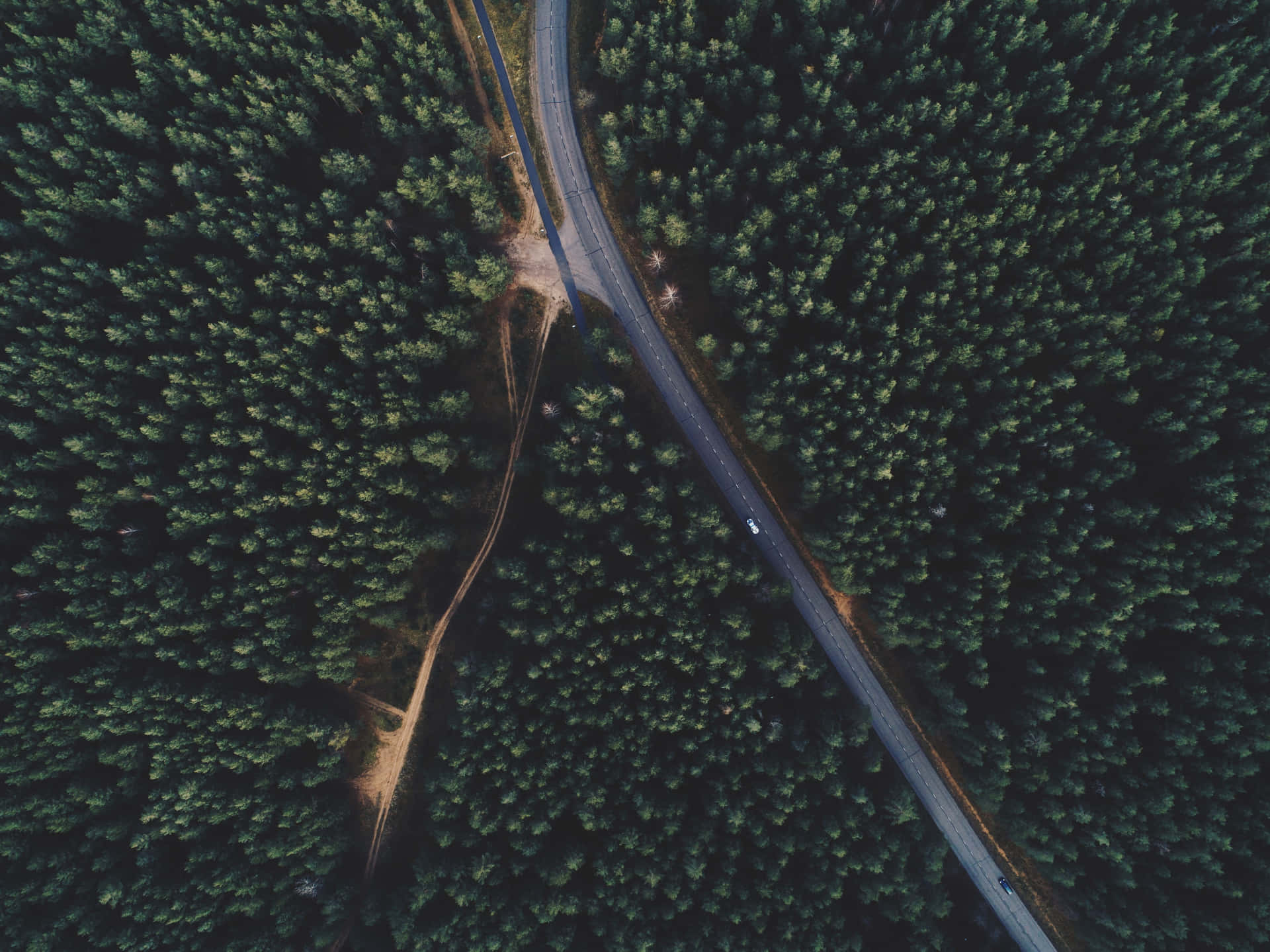 Thick Group Of Trees
