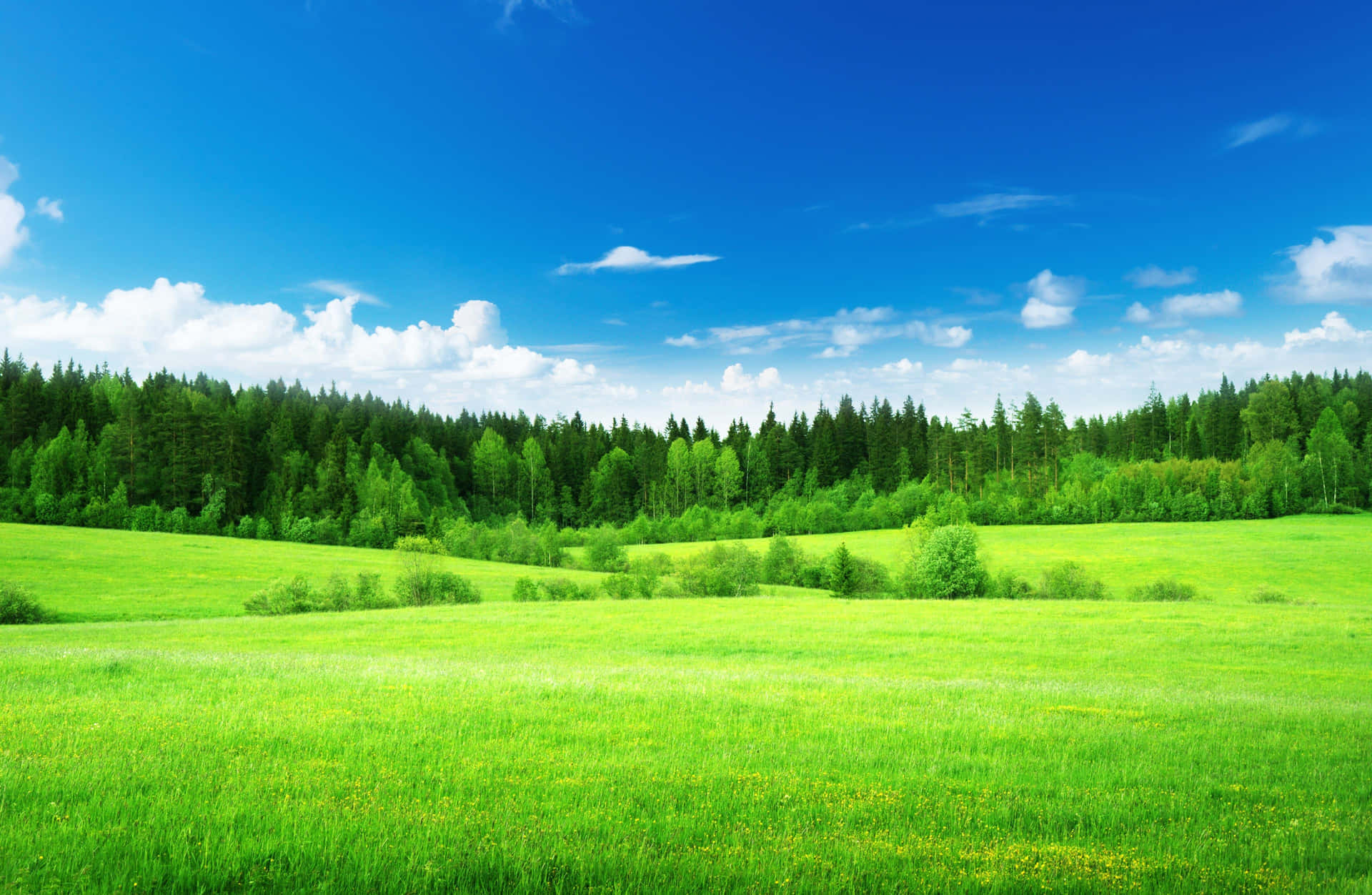 Thick Group Of Trees Background