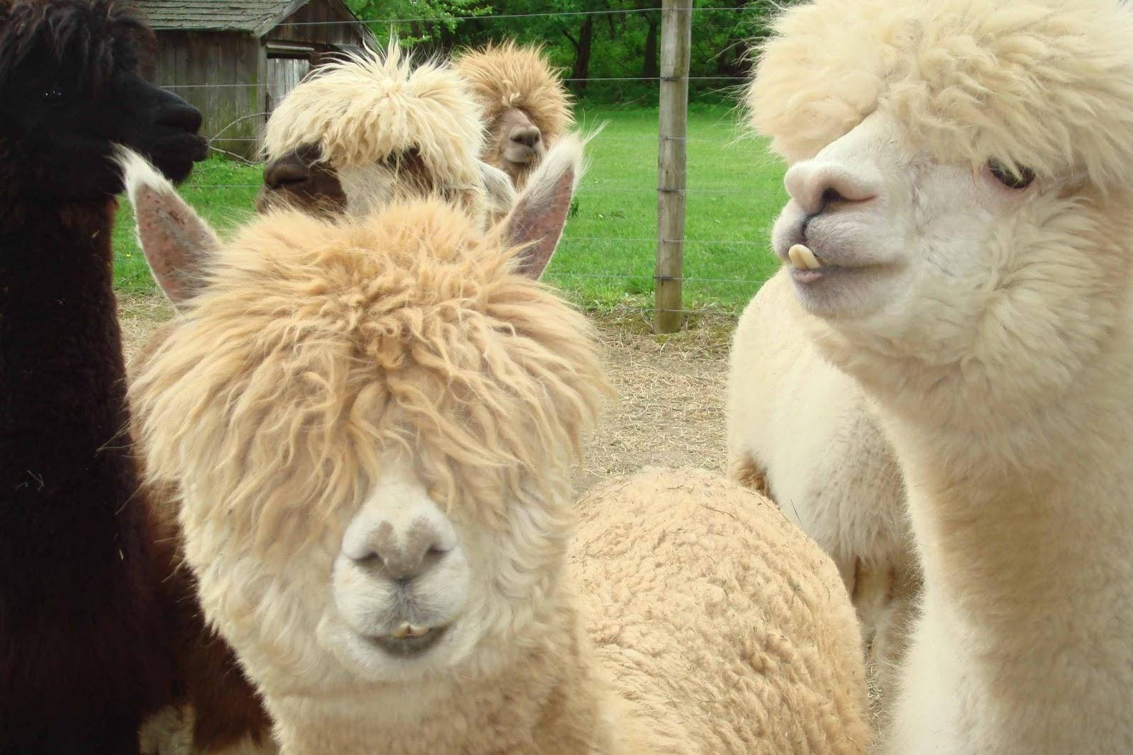 Thick-haired Alpacas Background