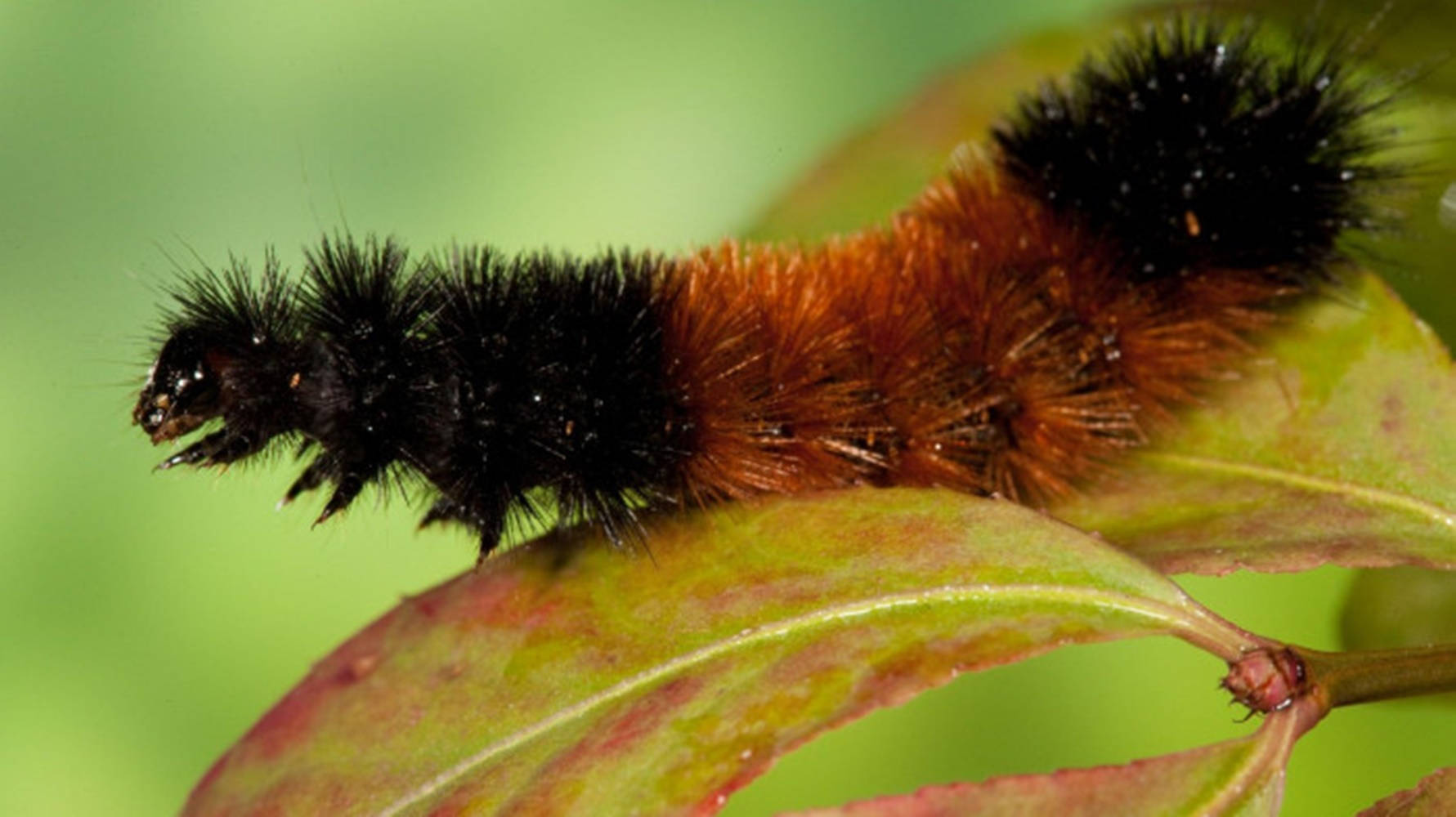 Thick-haired Caterpillar On Leaf Background