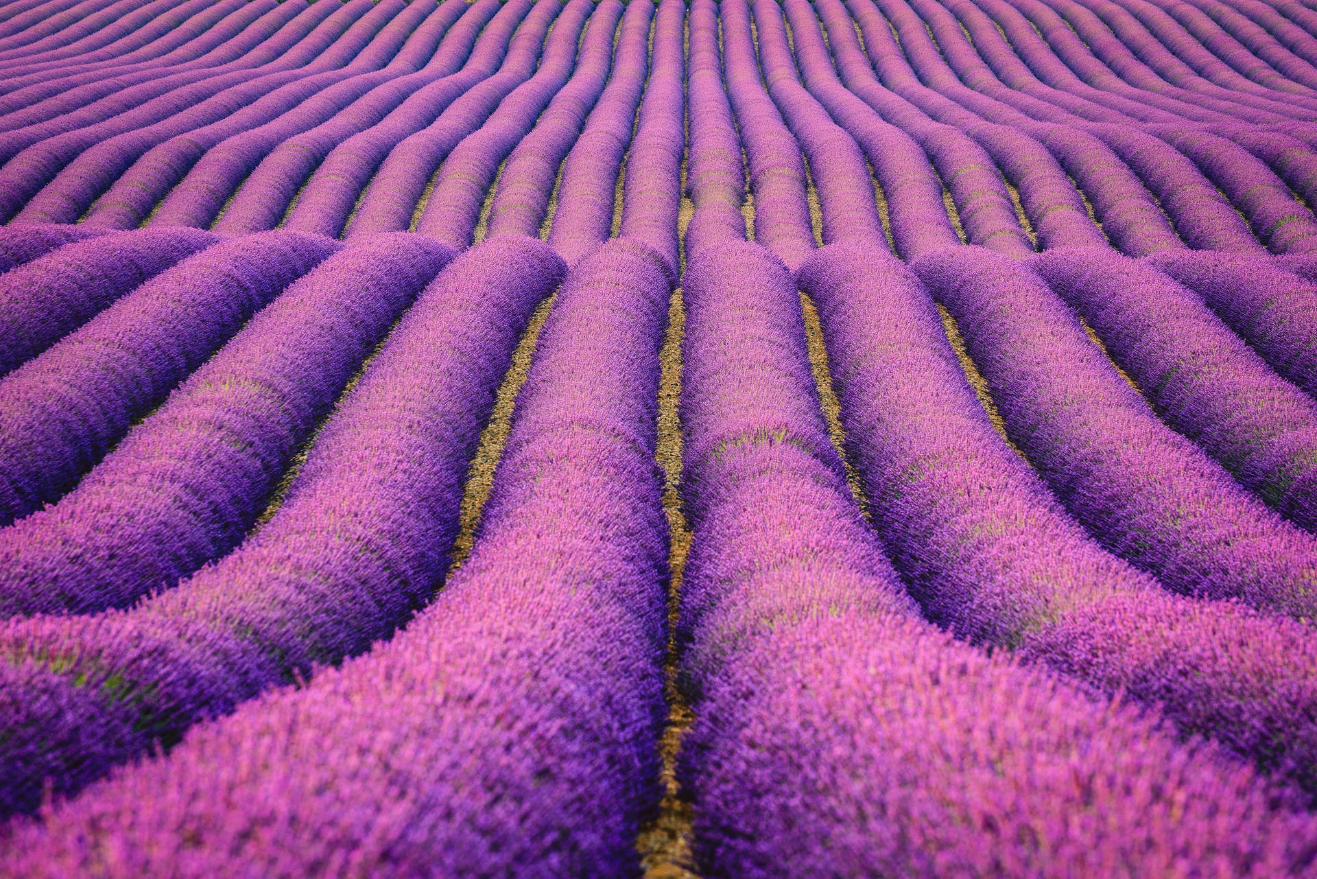 Thick Lavender Bushes Rolling Field Background