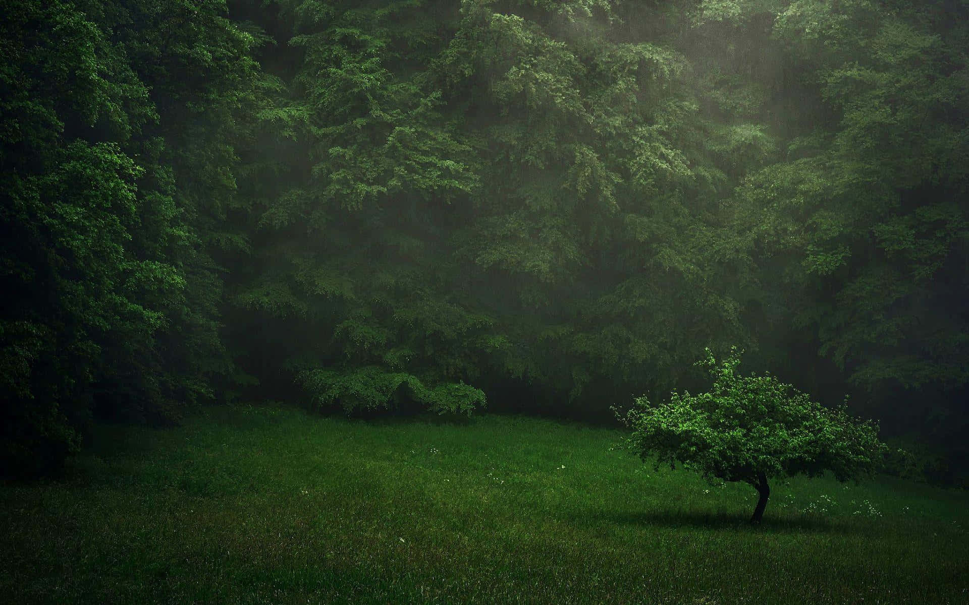 Thick Leaves Of The Trees From The Forest Background